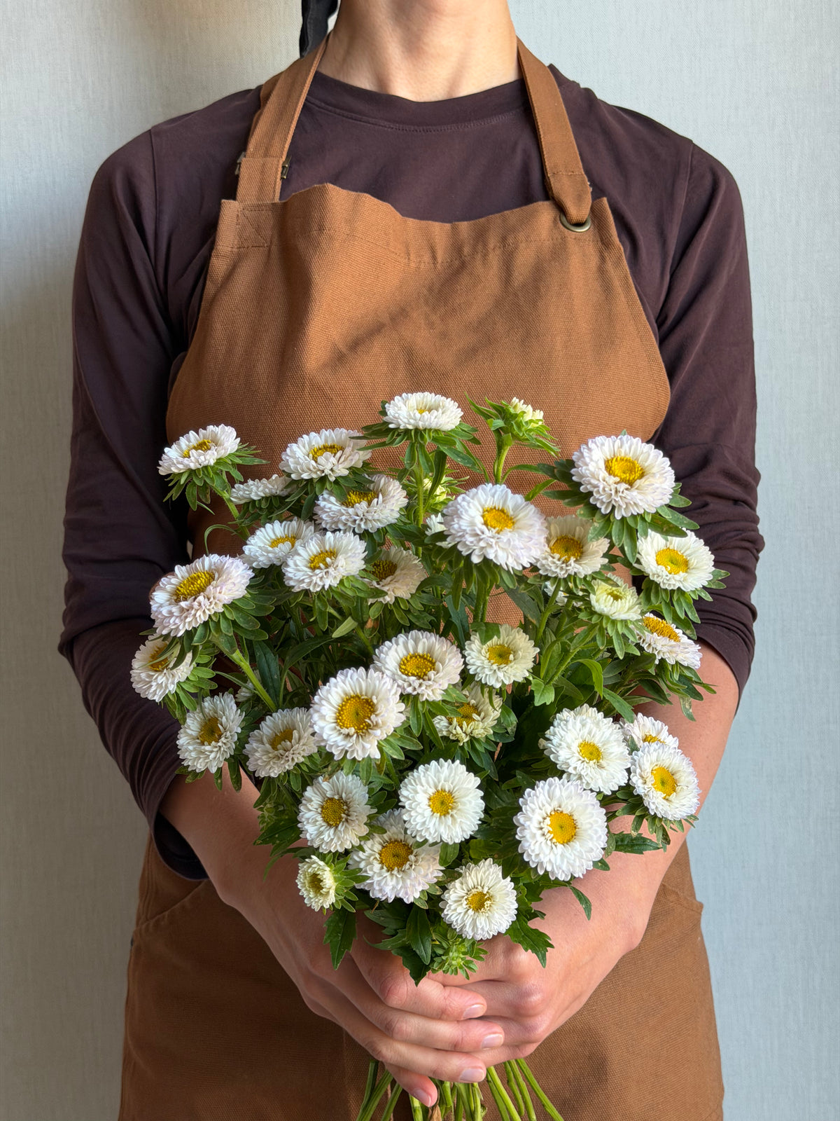 Aster Matsumoto White Tipped Blue_FluffyFlower