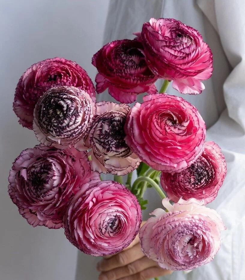 Ranunculus Pastello Striato