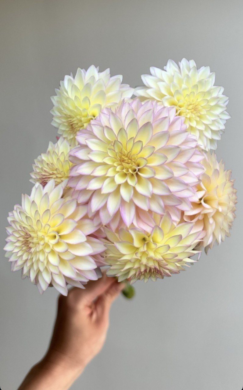 Dahlia Bloomquist Blush