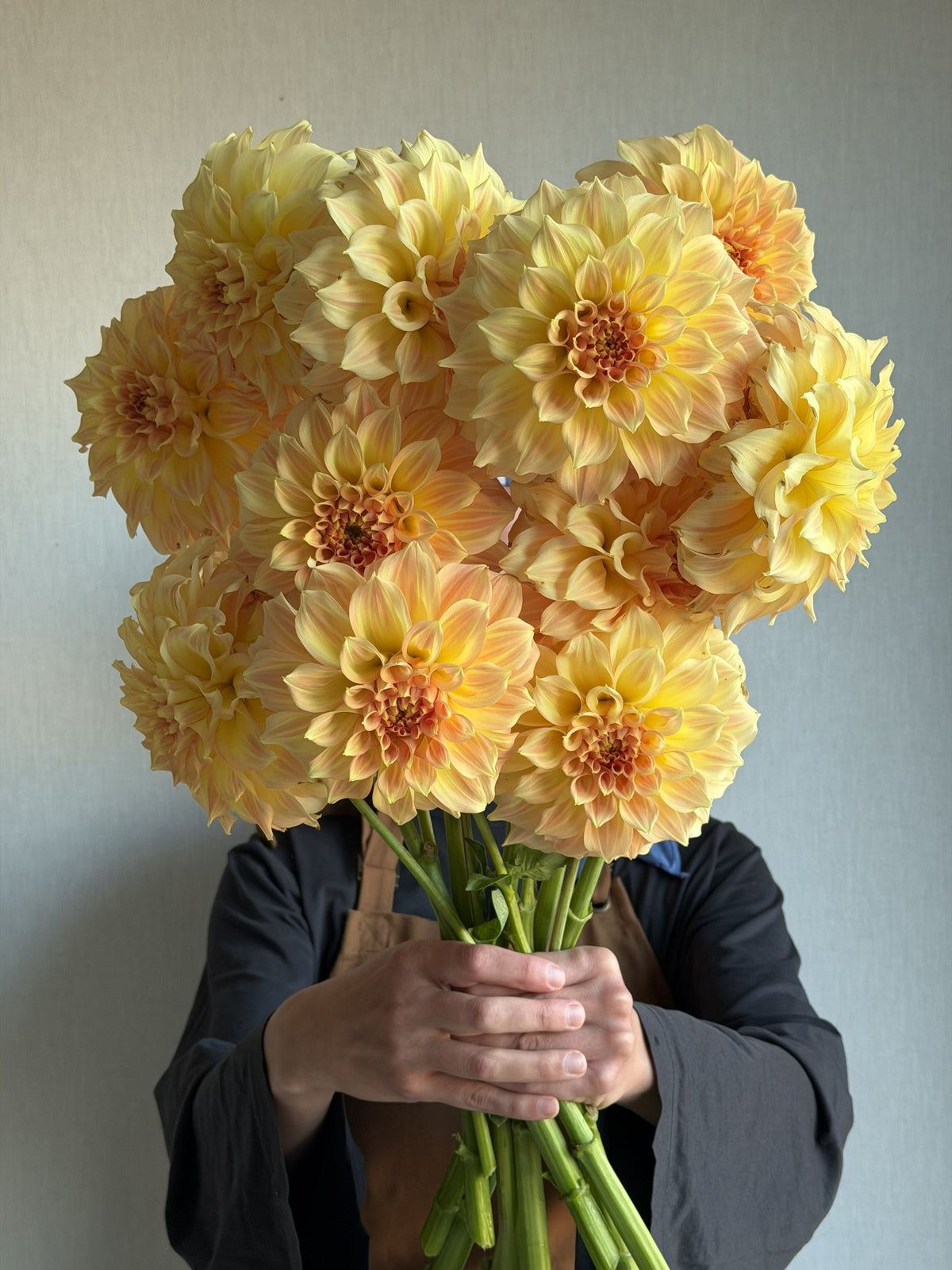 Dahlia Bracken Glenda
