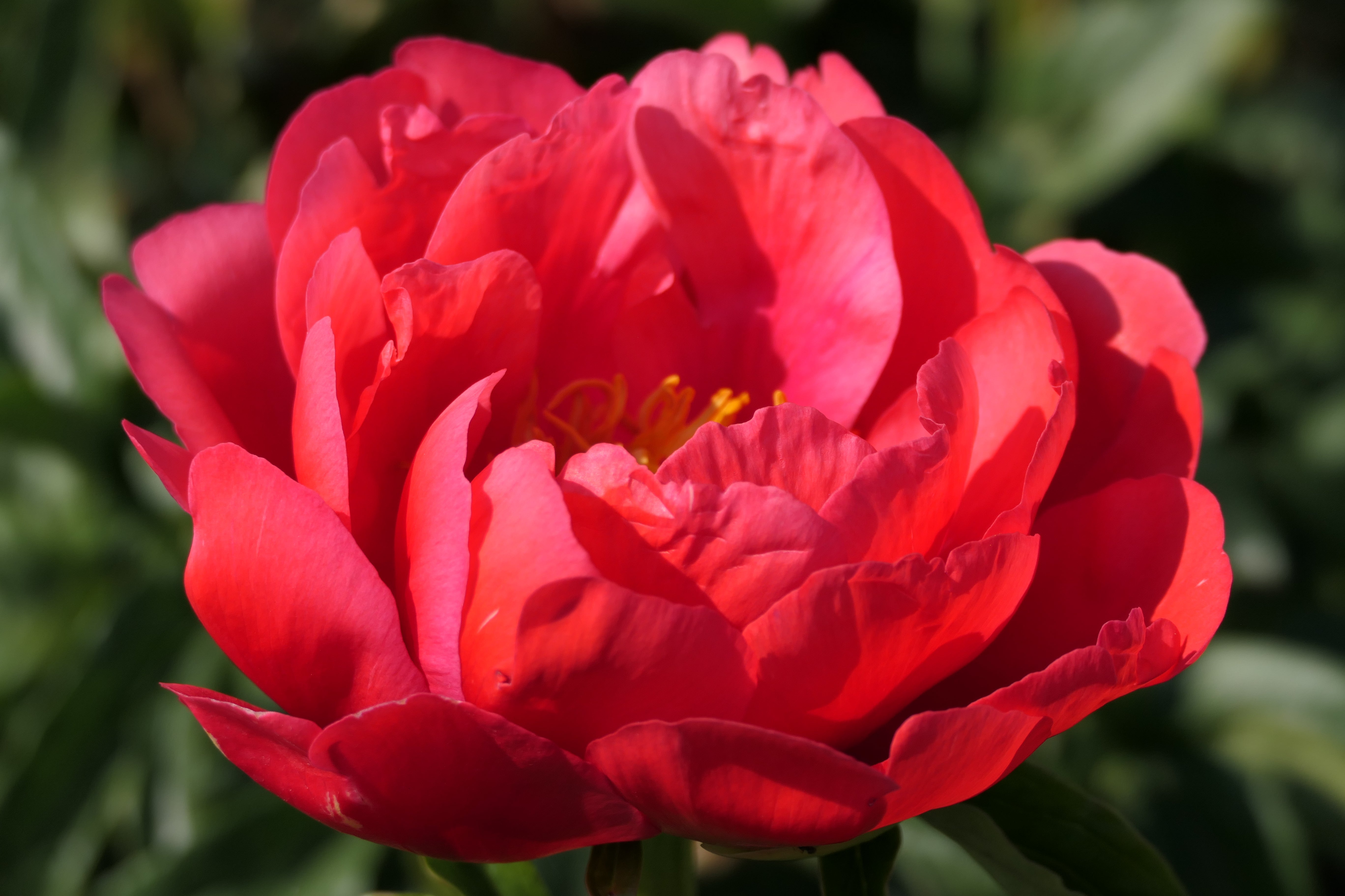 Peony Coral Magic