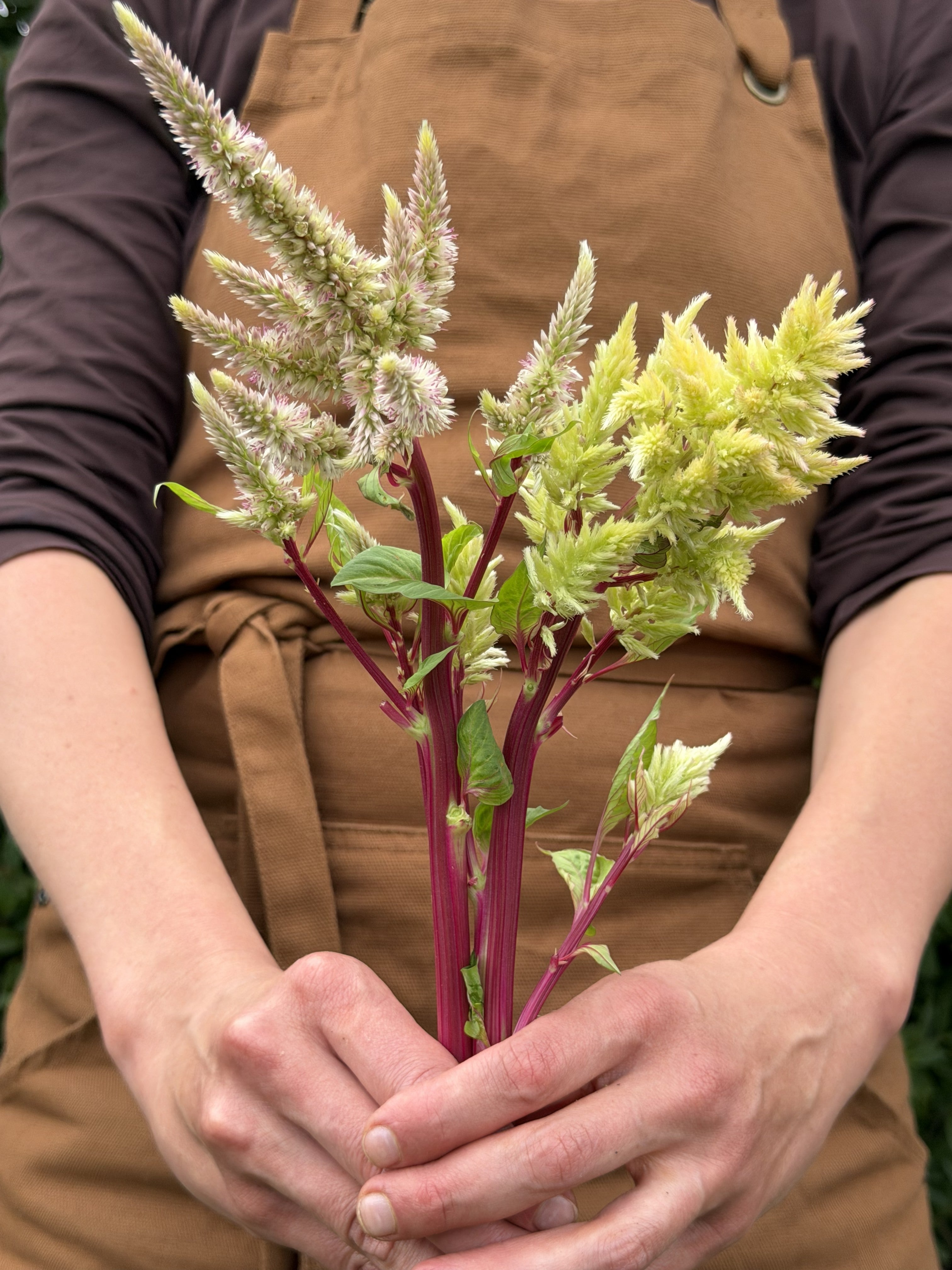 Celosia Rose Gold-FluffyFlower