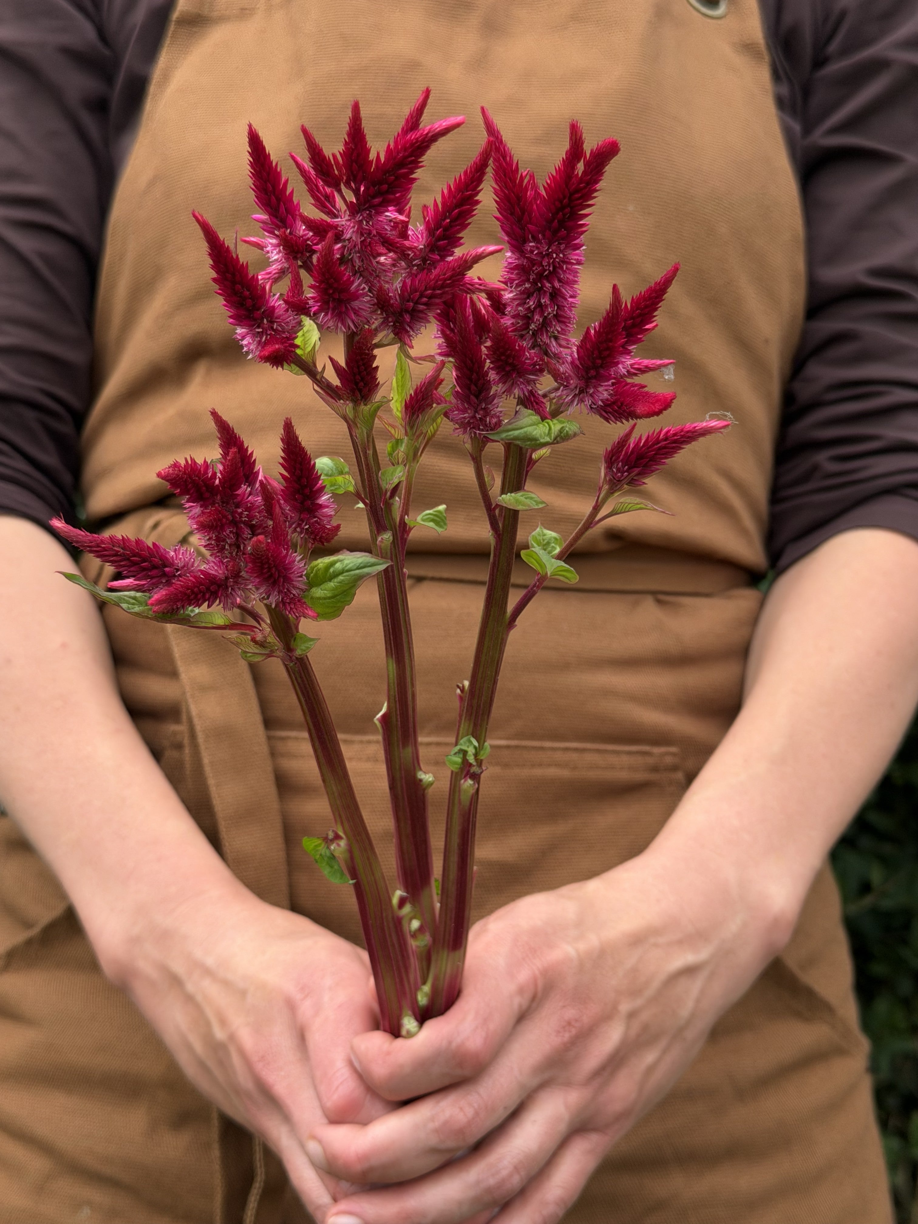 Celosia Celway Red-FluffyFlower