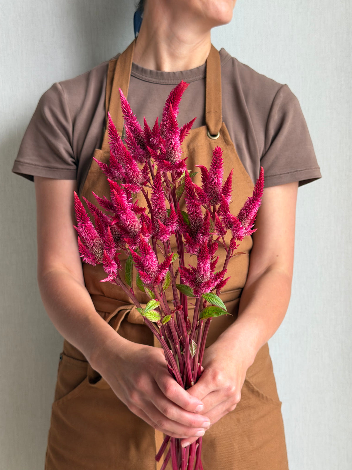 Celosia Celway Red - Fluffy Flower