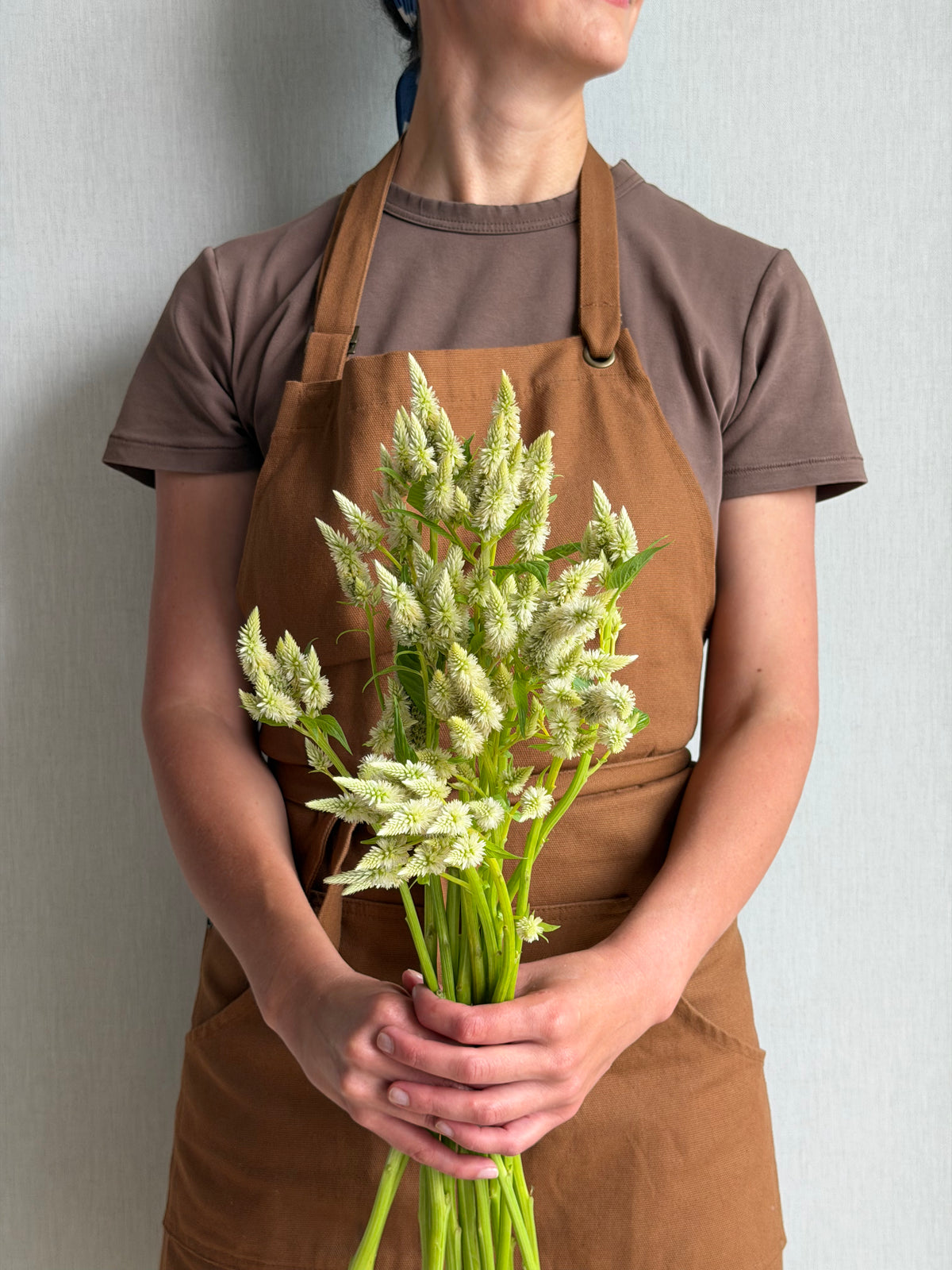 Celosia Celway White - Fluffy Flower