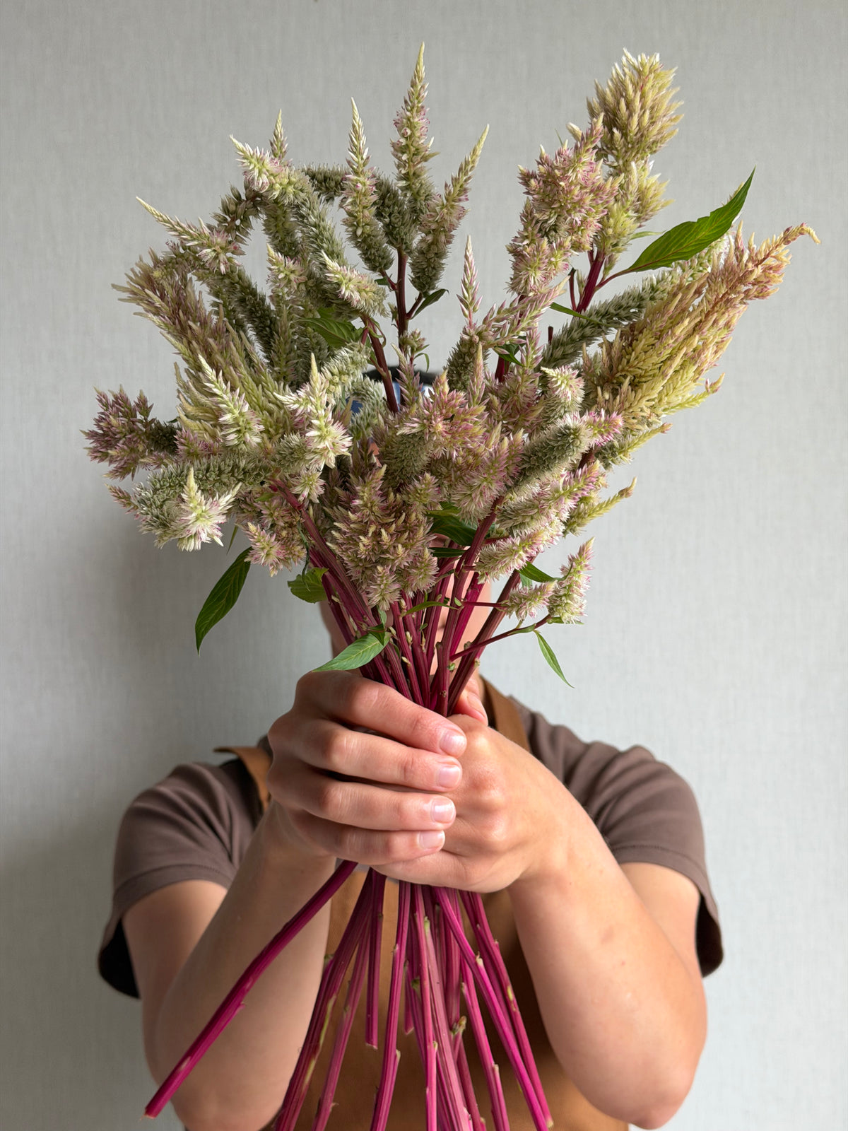 Celosia Rose Gold - Fluffy Flower