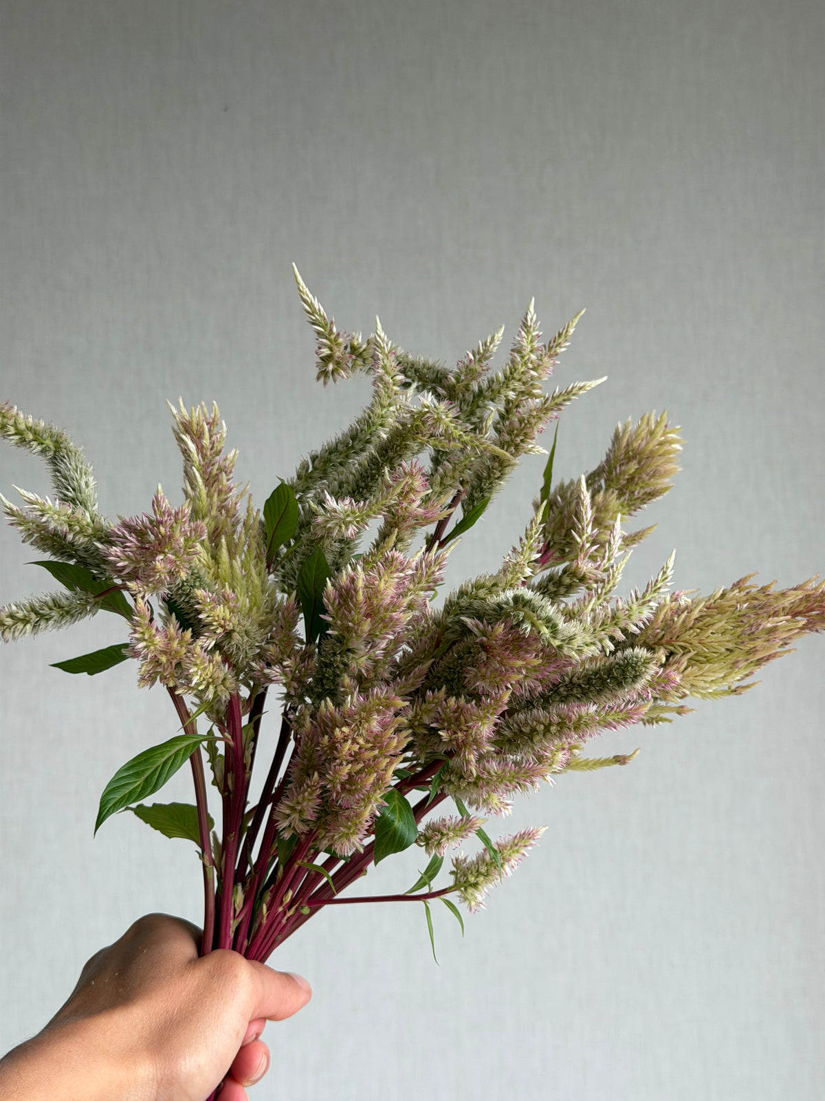 Celosia Rose Gold - Fluffy Flower