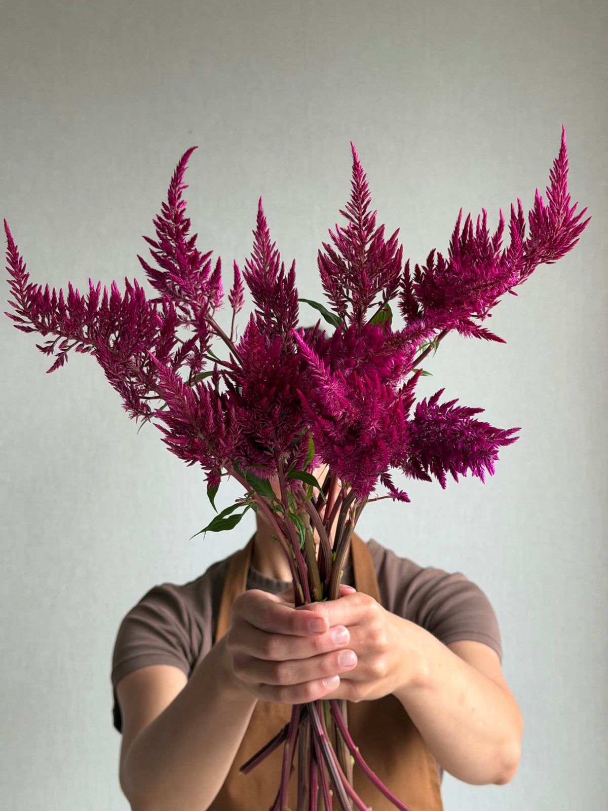Celosia Sangria Mix-FluffyFlower