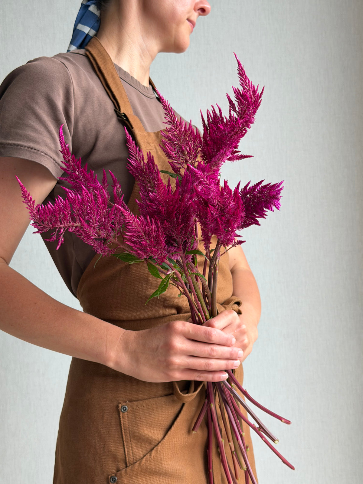 Celosia Sangria Mix-FluffyFlower