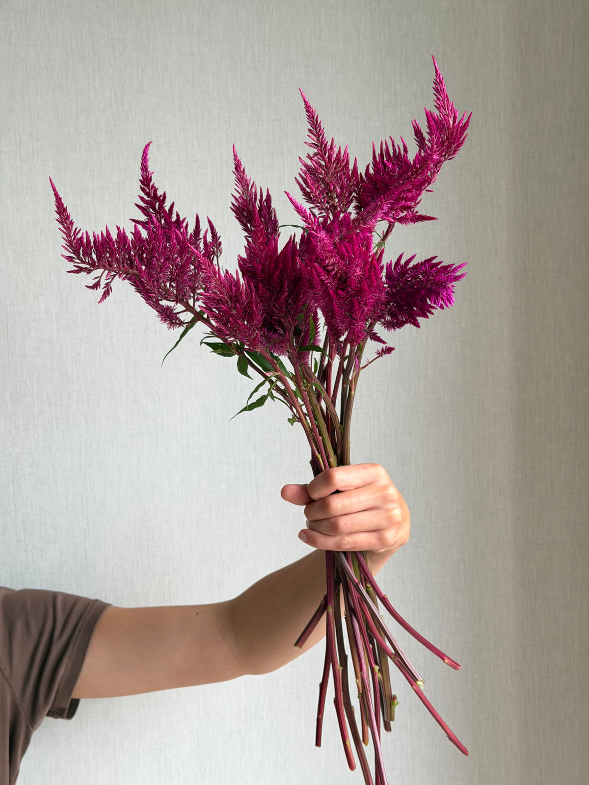 Celosia Sangria Mix-FluffyFlower