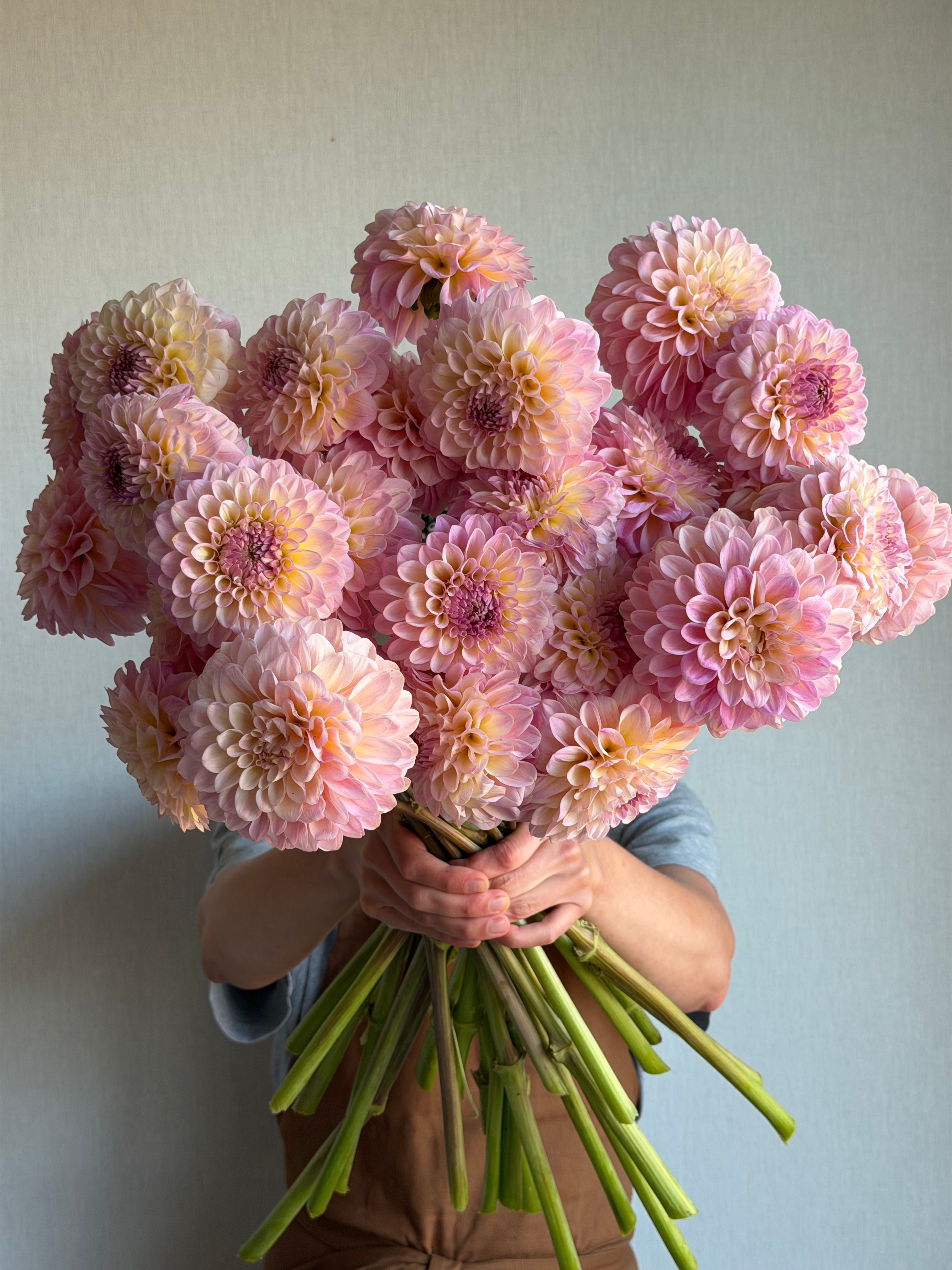 Dahlia Arnside Rose - FluffyFlower