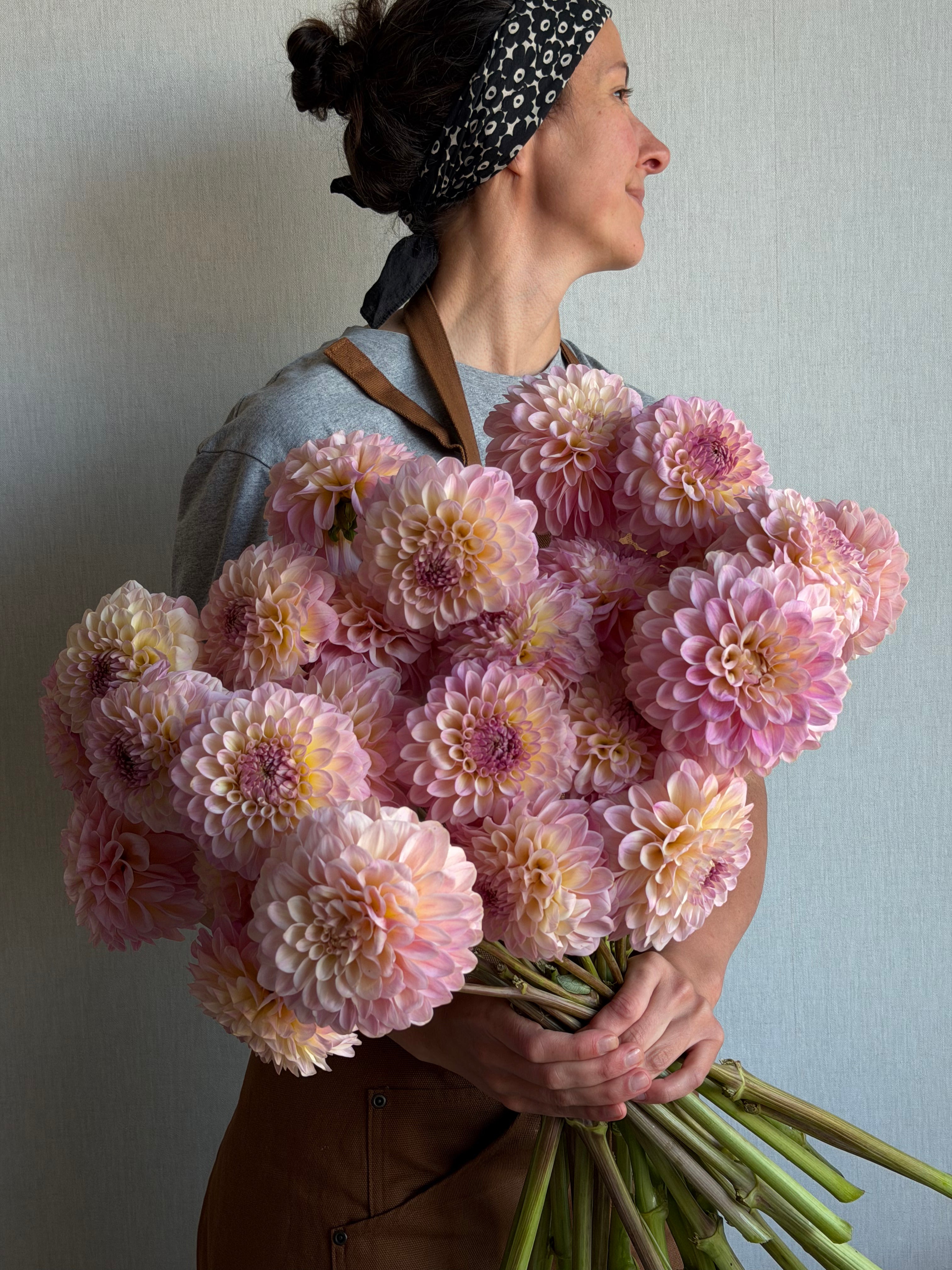 Dahlia Arnside Rose - FluffyFlower