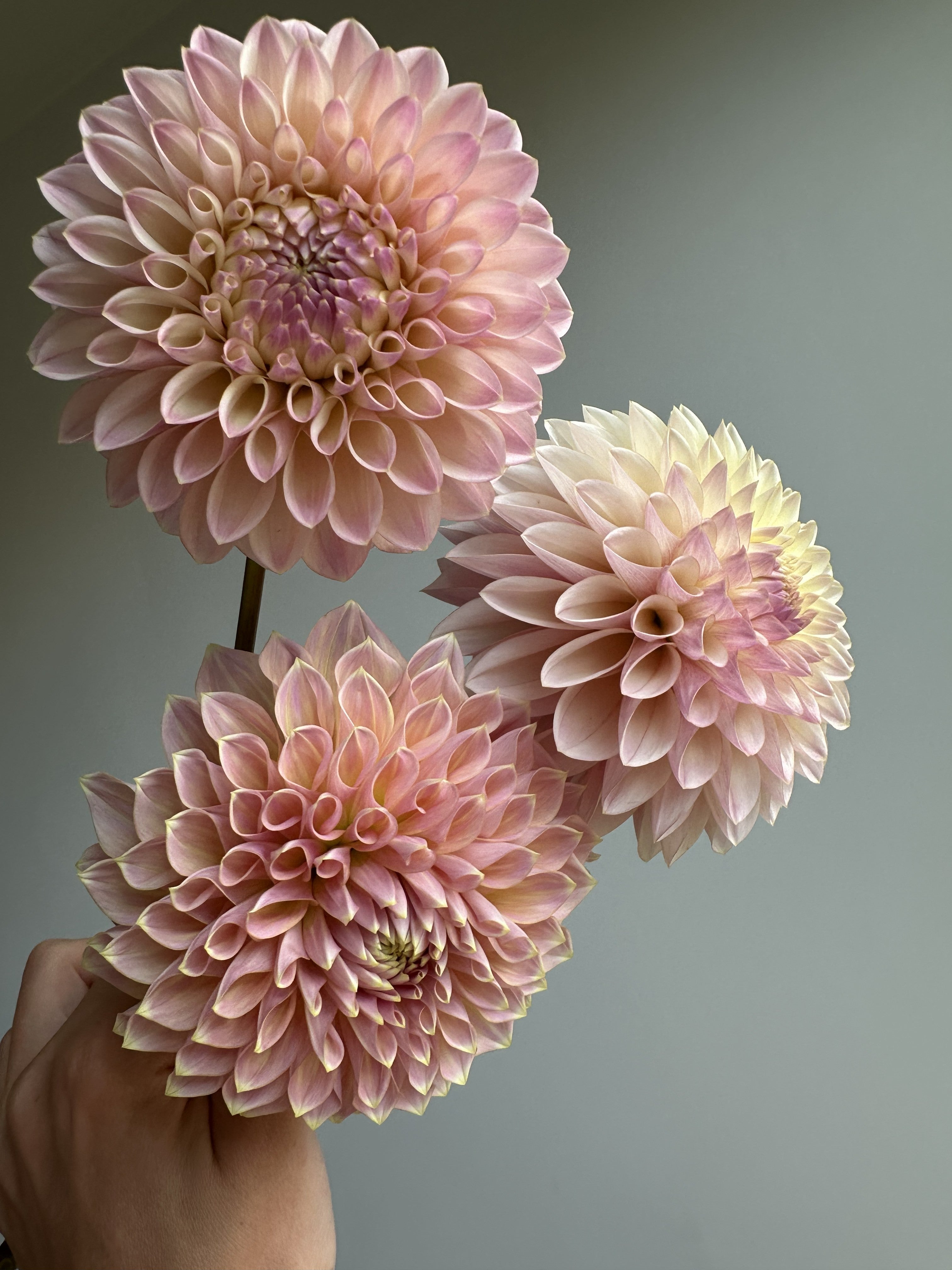 Dahlia Castle Drive - FluffyFlower