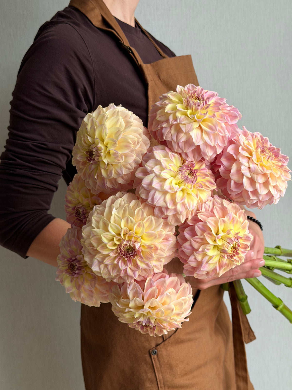 Dahlia Coorabell Astrid-FluffyFlower