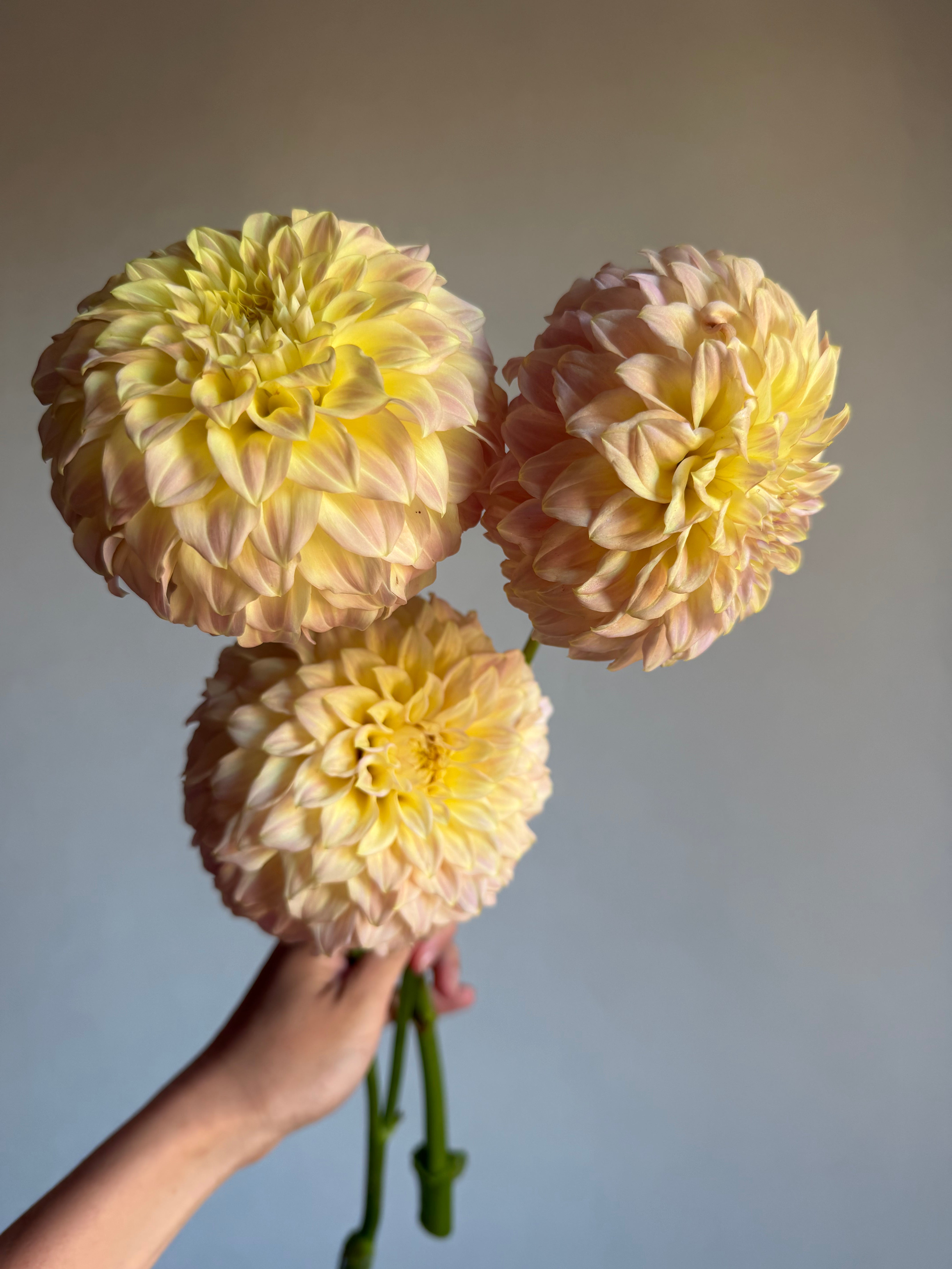 Dahlia Coorabell Astrid - FluffyFlower