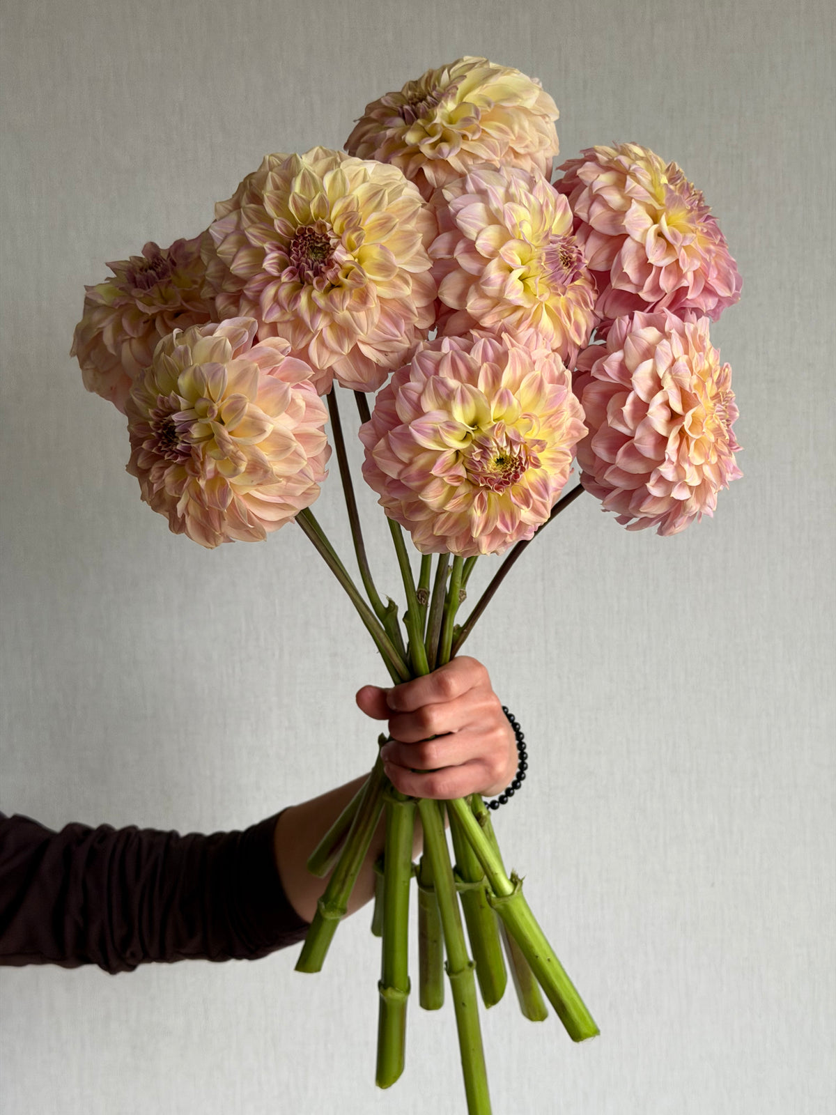 Dahlia Coorabell Astrid-FluffyFlower