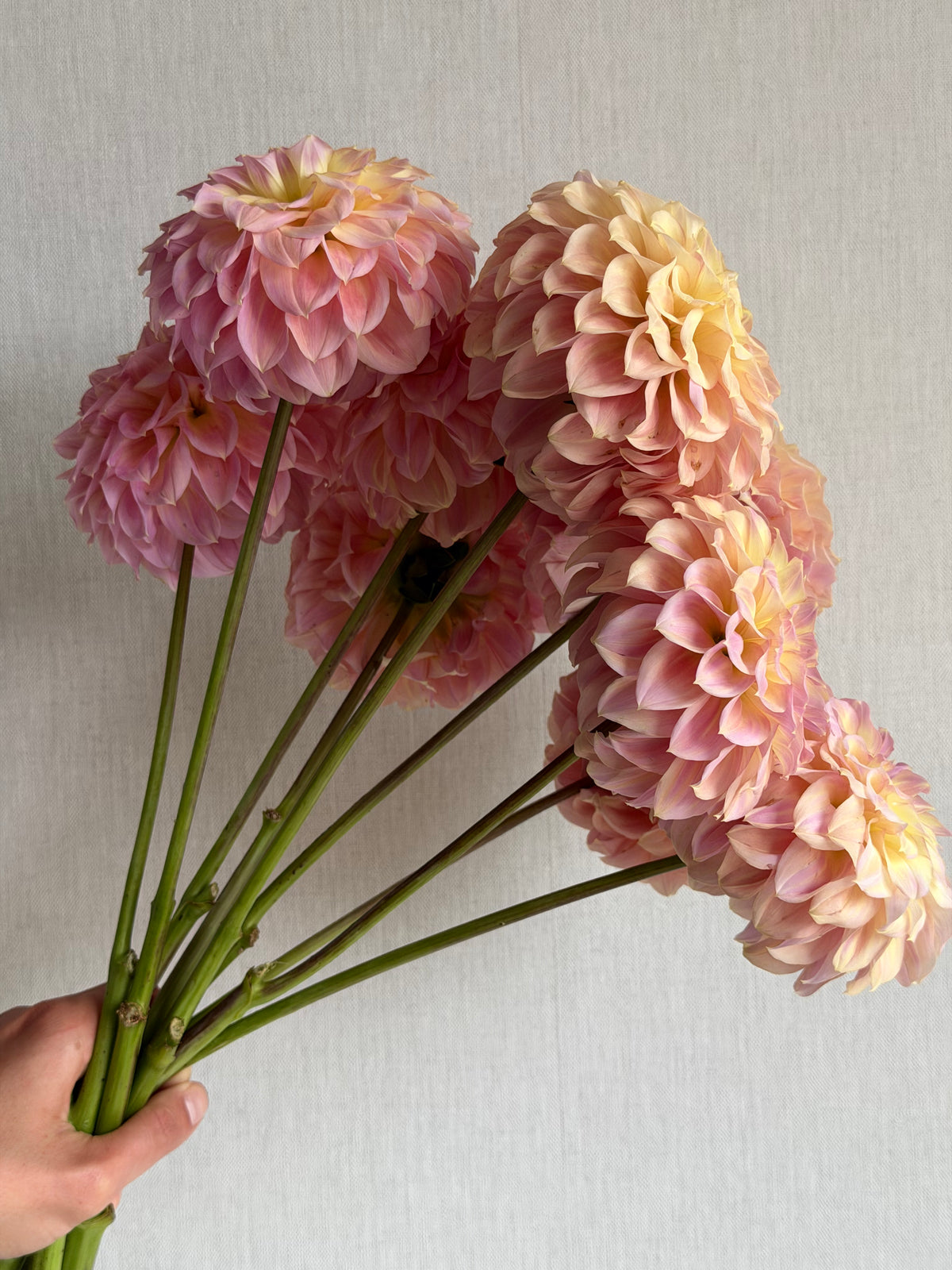 Dahlia Coorabell Astrid-FluffyFlower