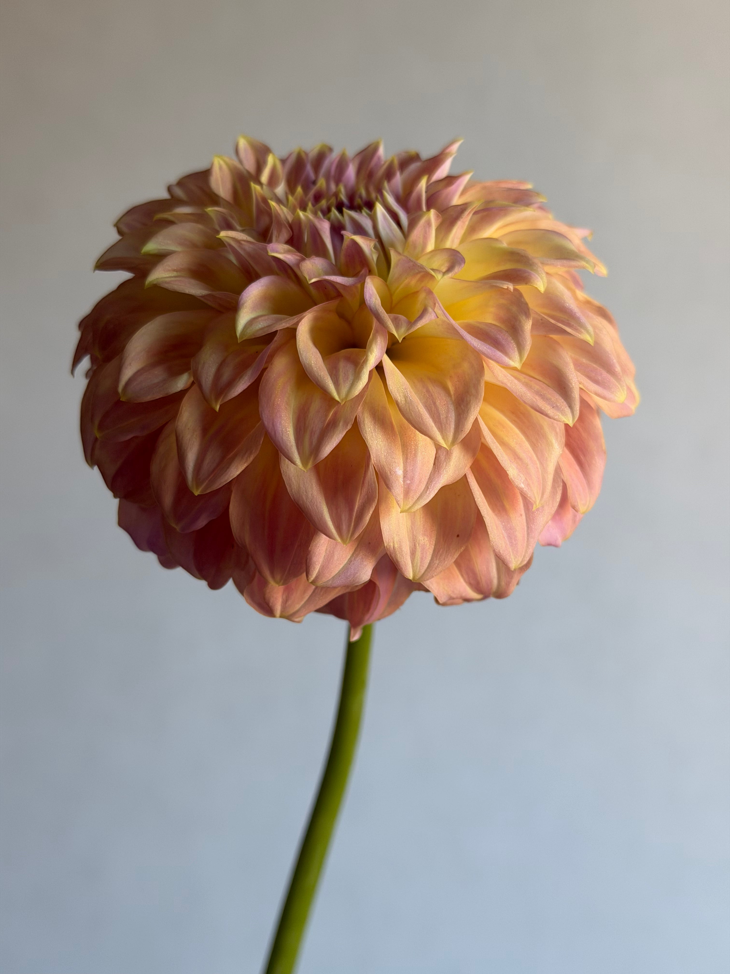 Dahlia Coorabell Astrid - FluffyFlower