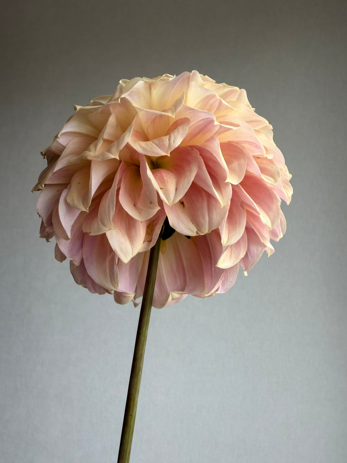 Dahlia Coorabell Astrid-FluffyFlower