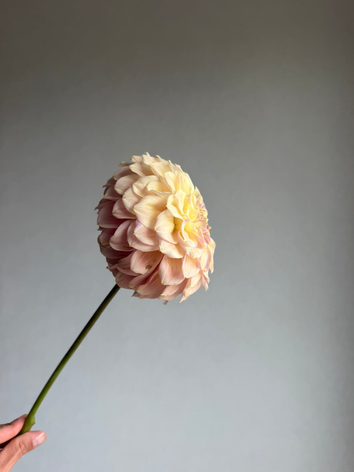 Dahlia Coorabell Astrid-FluffyFlower