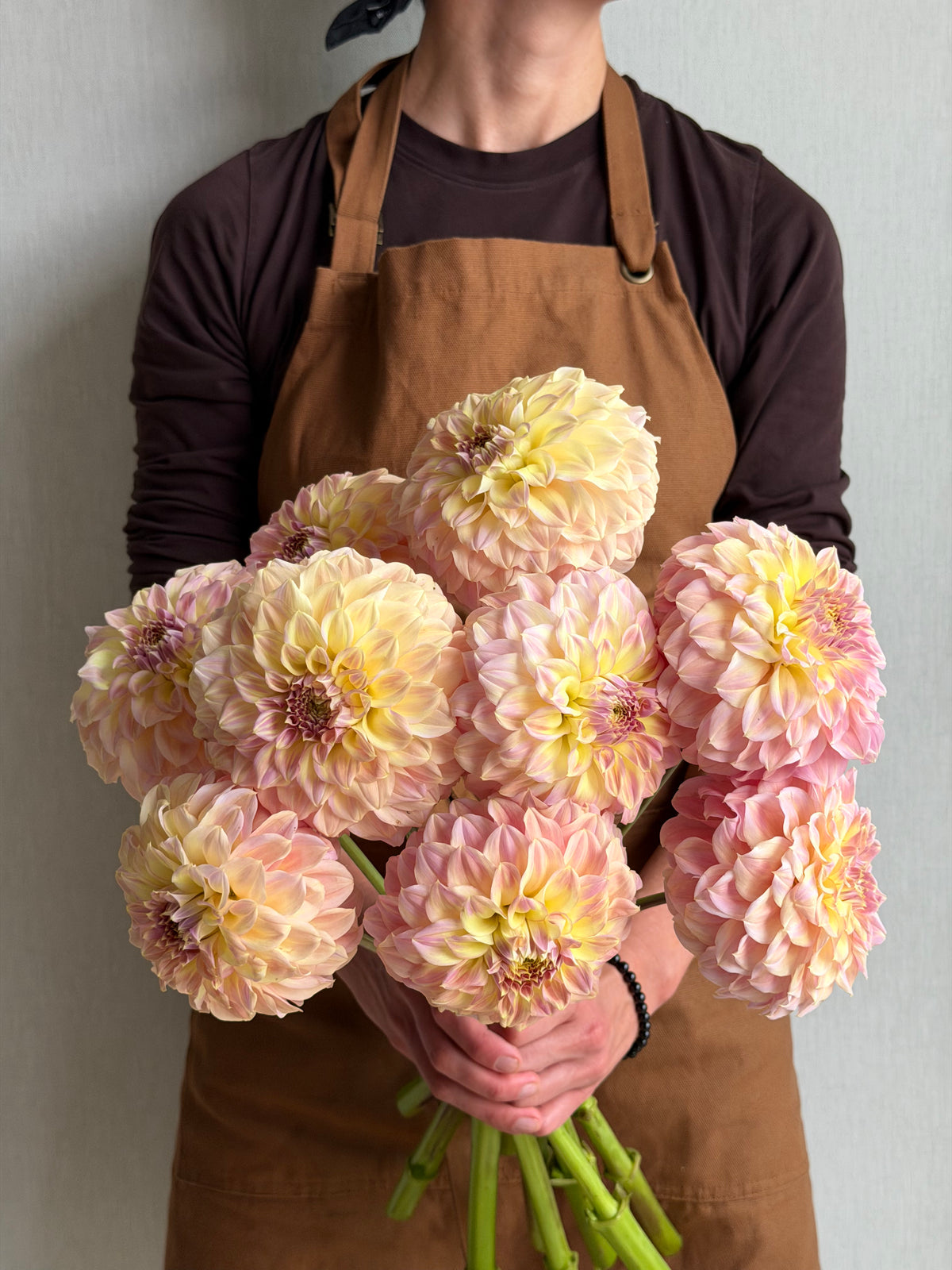Dahlia Coorabell Astrid-FluffyFlower