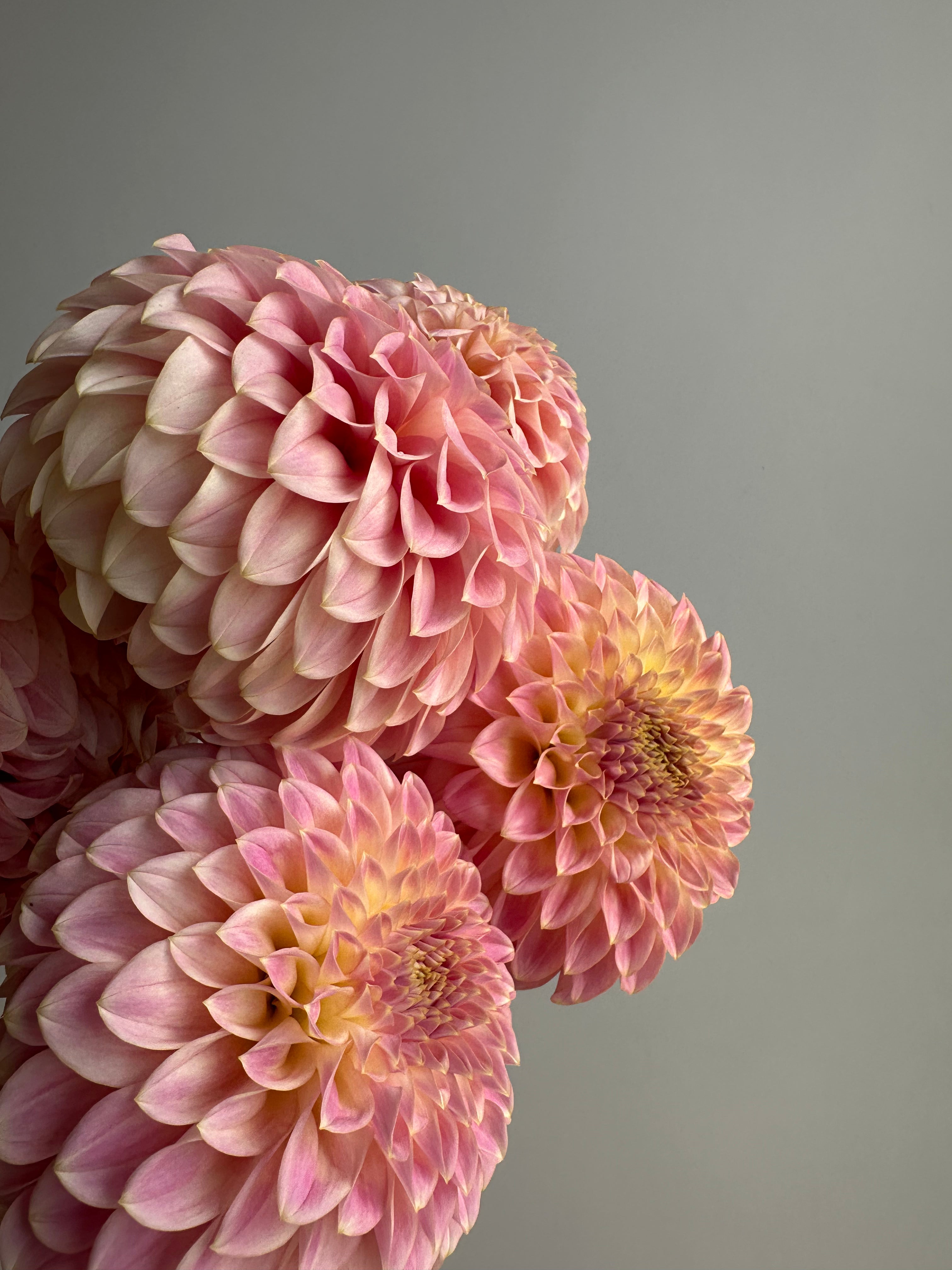Dahlia Coorabell Moonglow-FluffyFlower