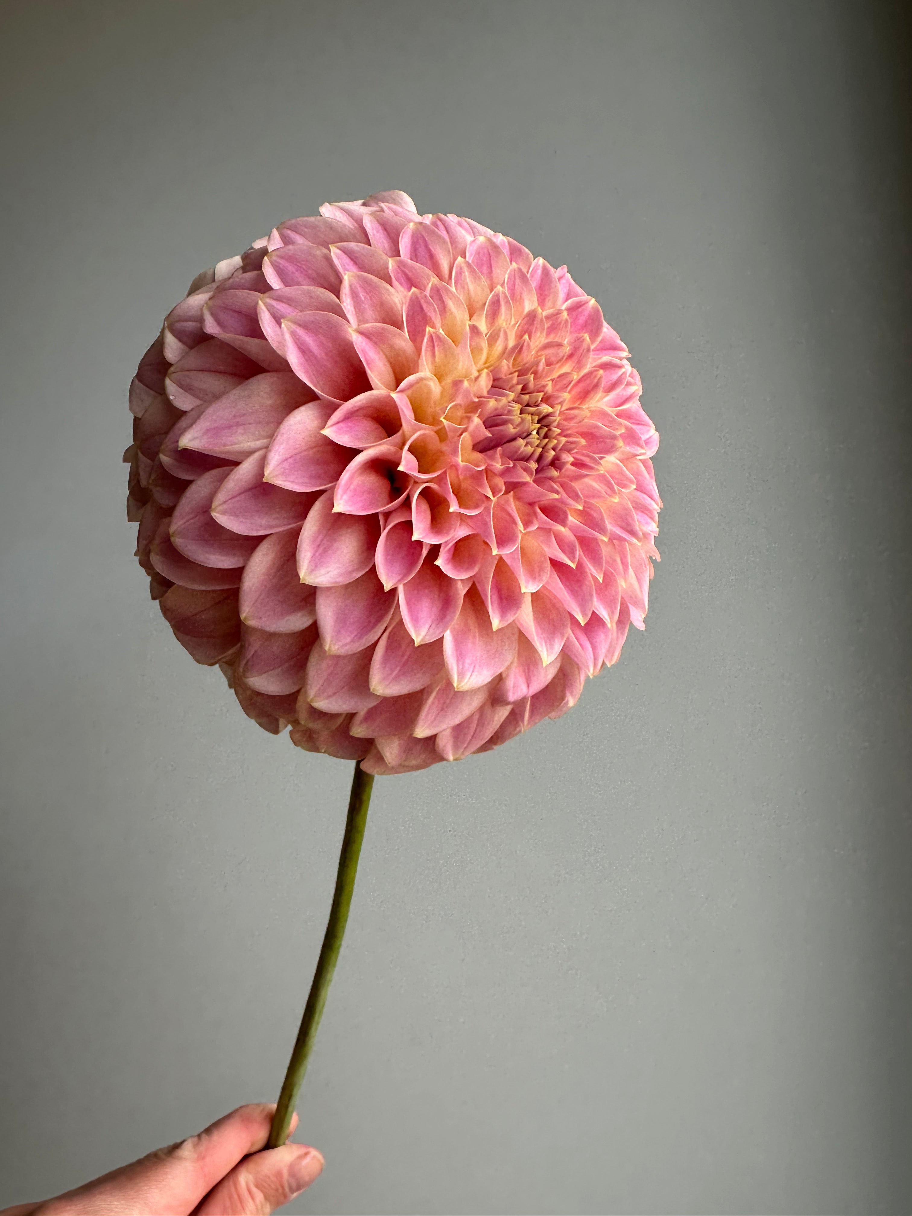 Dahlia Coorabell Moonglow-FluffyFlower