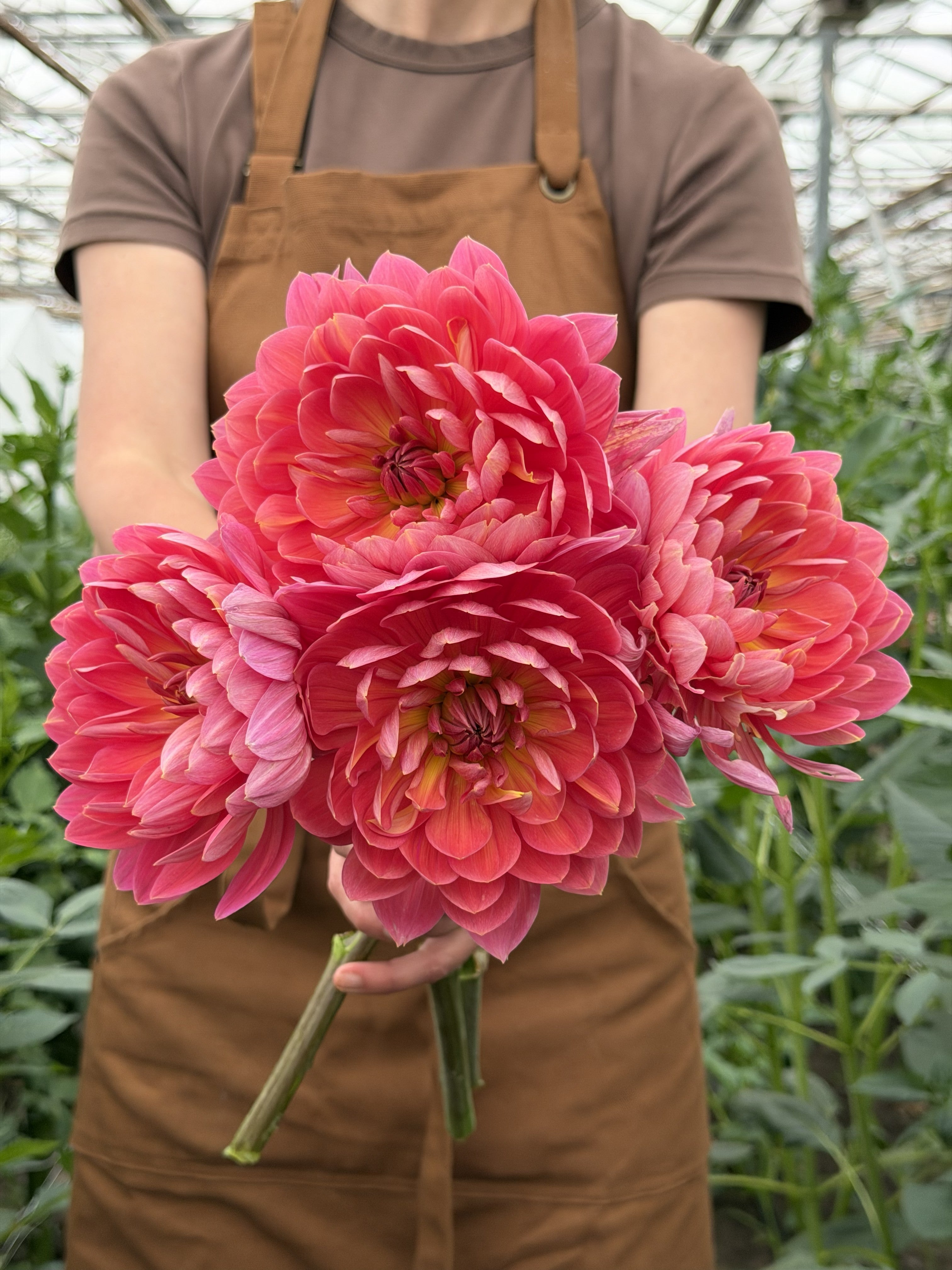 Dahlia Hollyhill Daydream-FluffyFlower