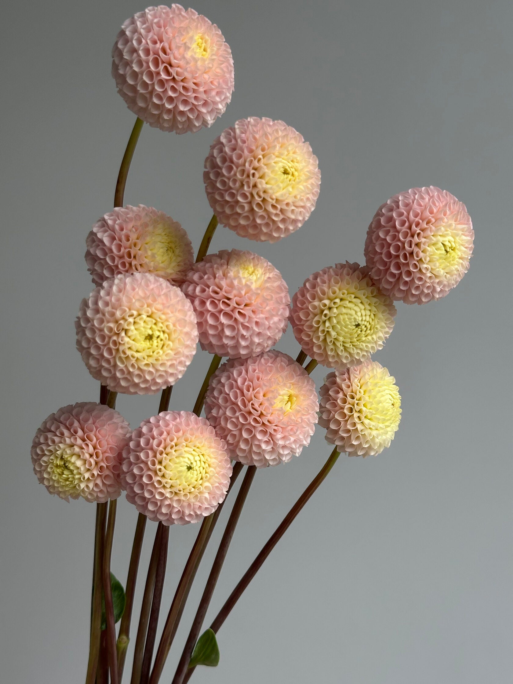 Dahlia Irish D Porter-FluffyFlower