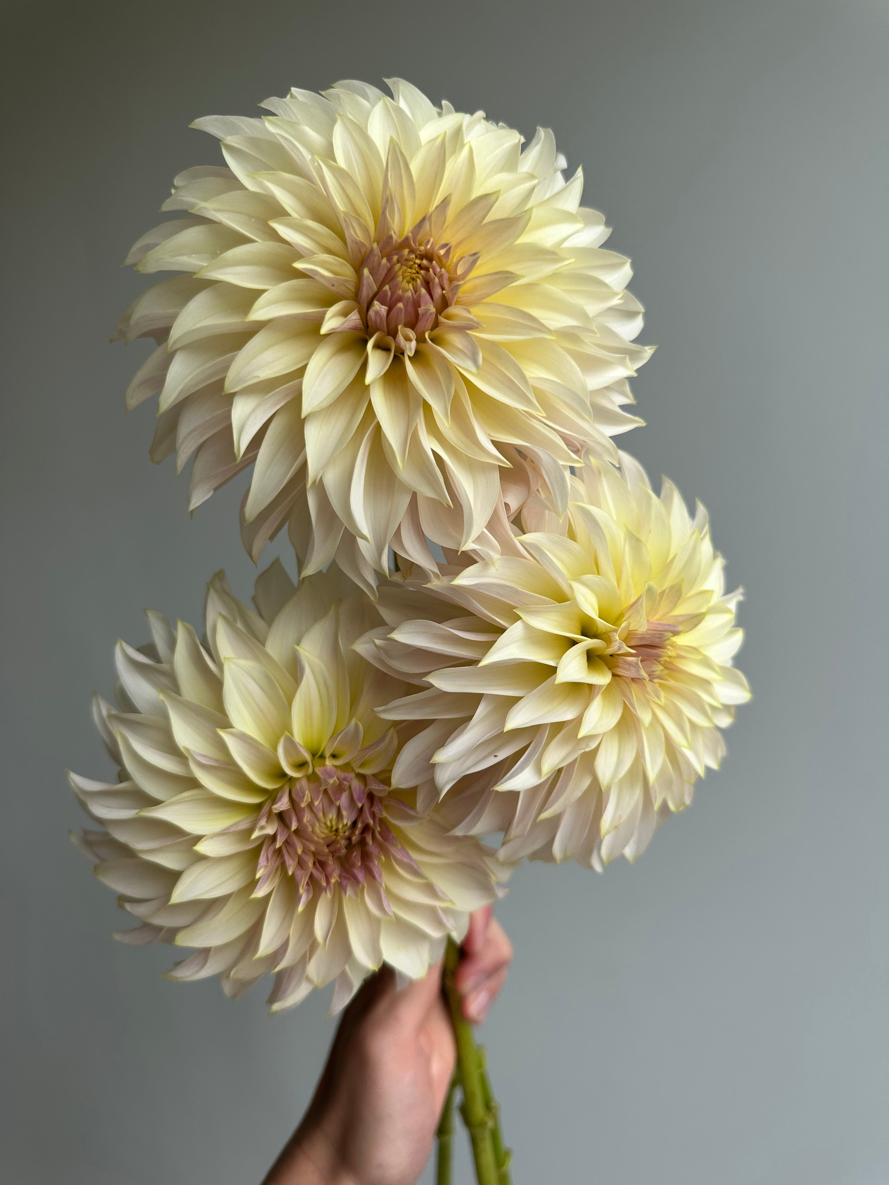 Dahlia KA's Champagne-FluffyFlower