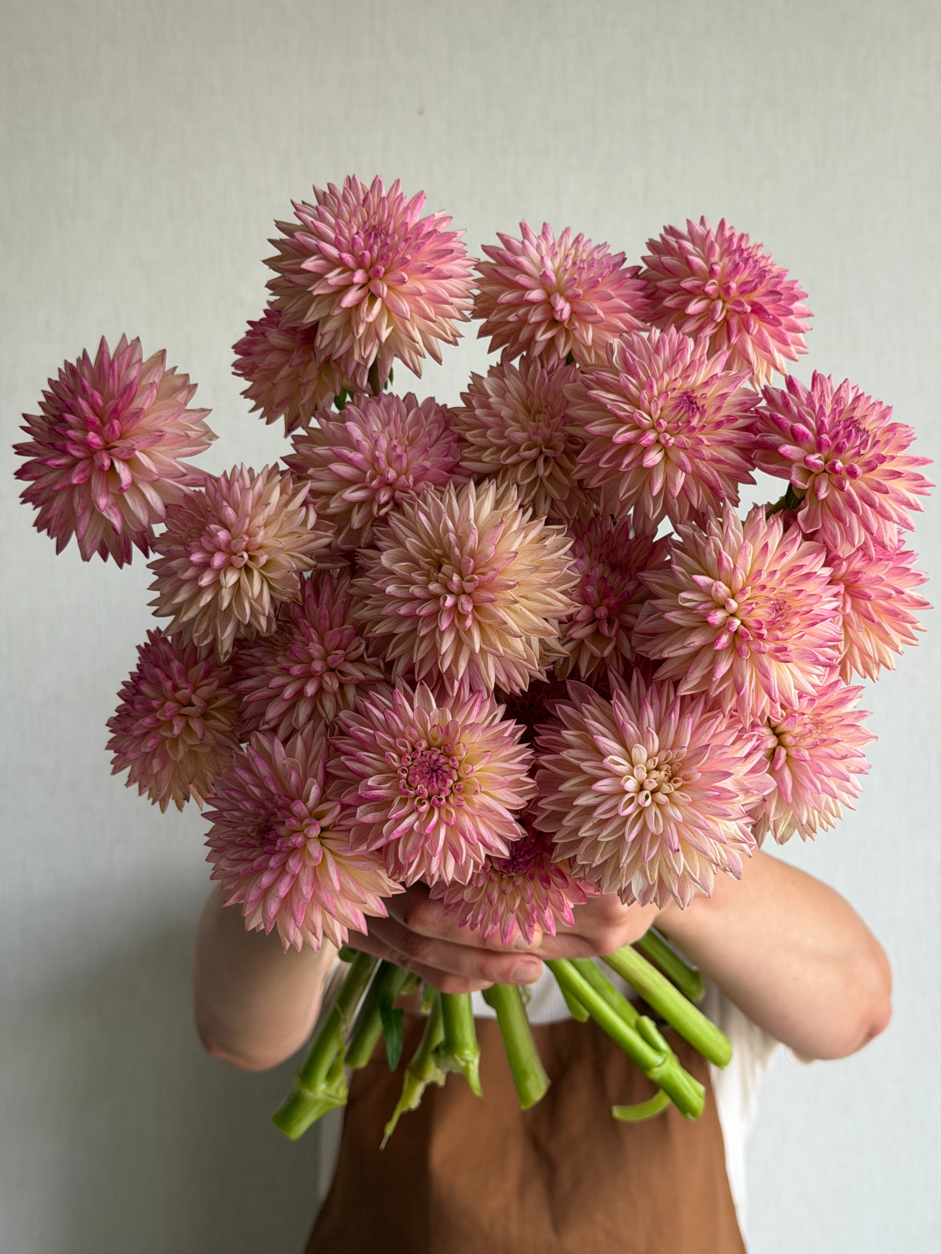 Dahlia-Valley-Porcupine-FluffyFlower