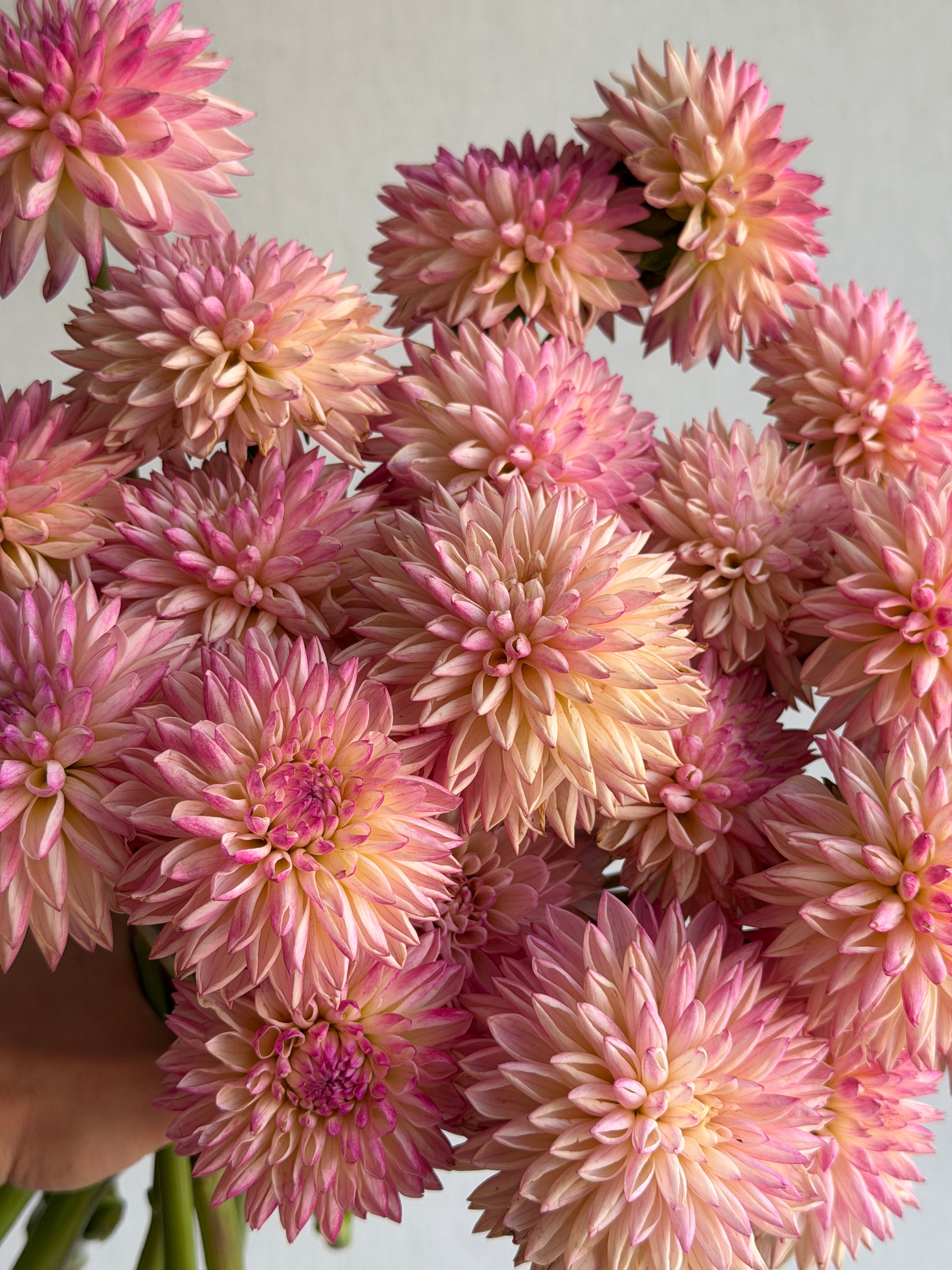 Dahlia-Valley-Porcupine-FluffyFlower