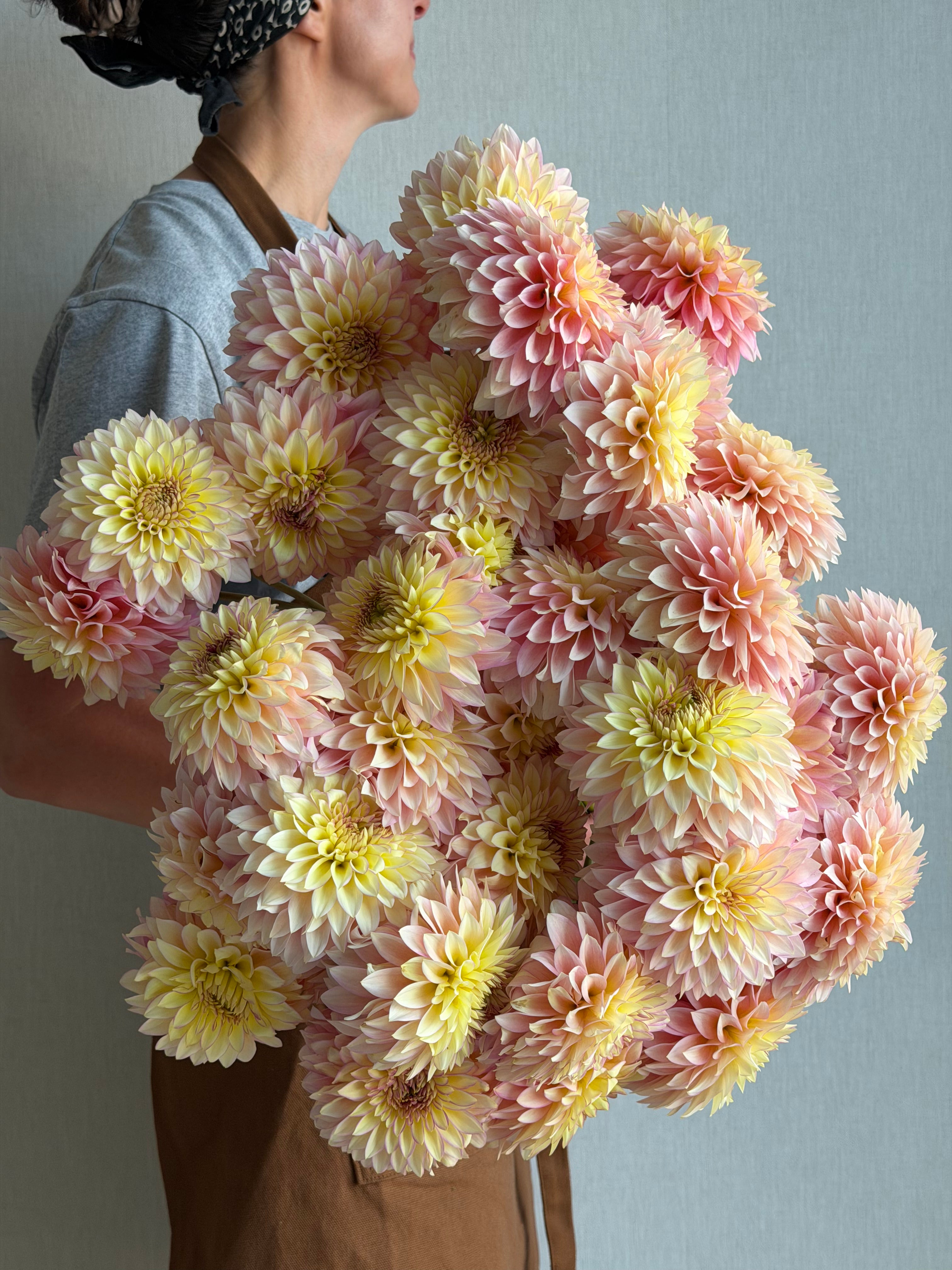 Dahlia Bloomquist Blush - FluffyFlower