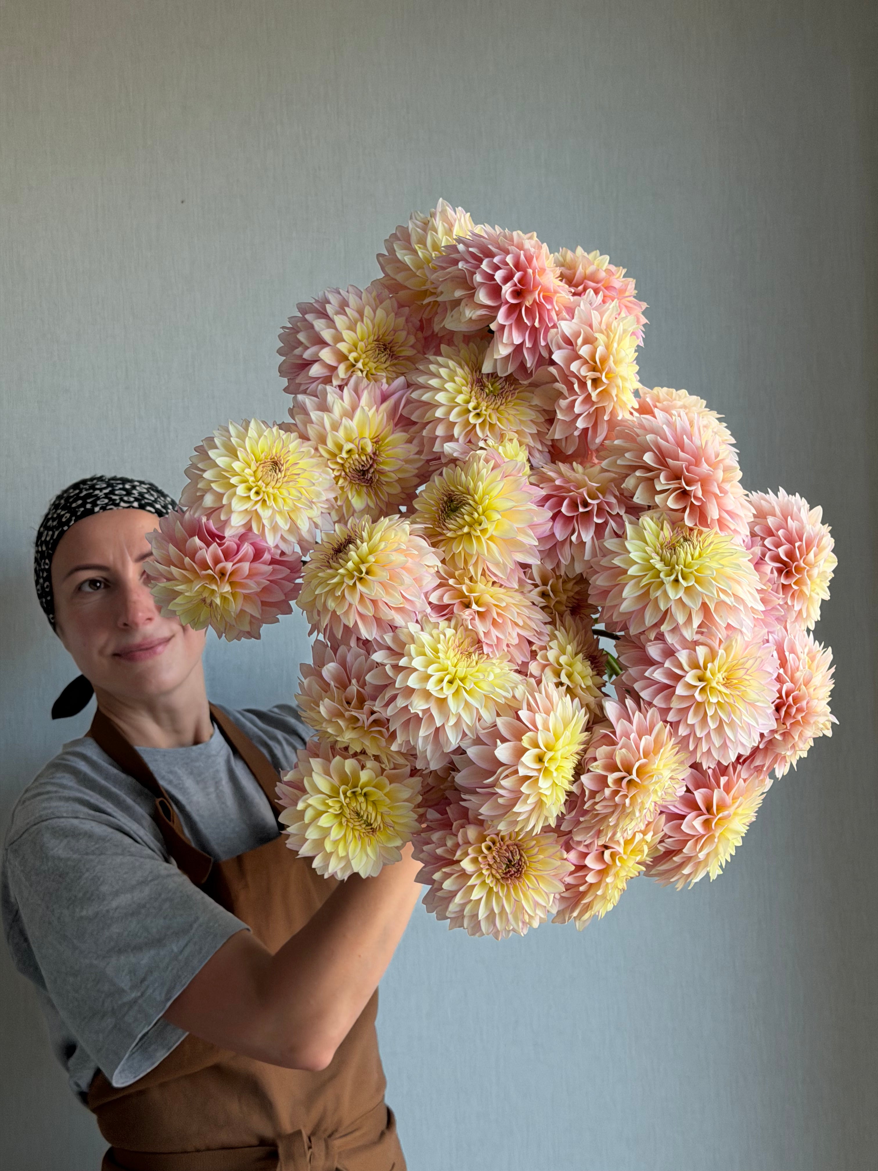 Dahlia Bloomquist Blush - FluffyFlower