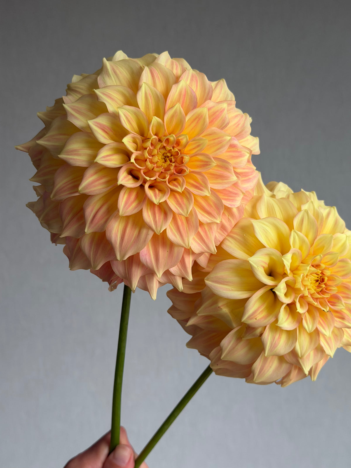 Dahlia Bracken Glenda-FluffyFlower