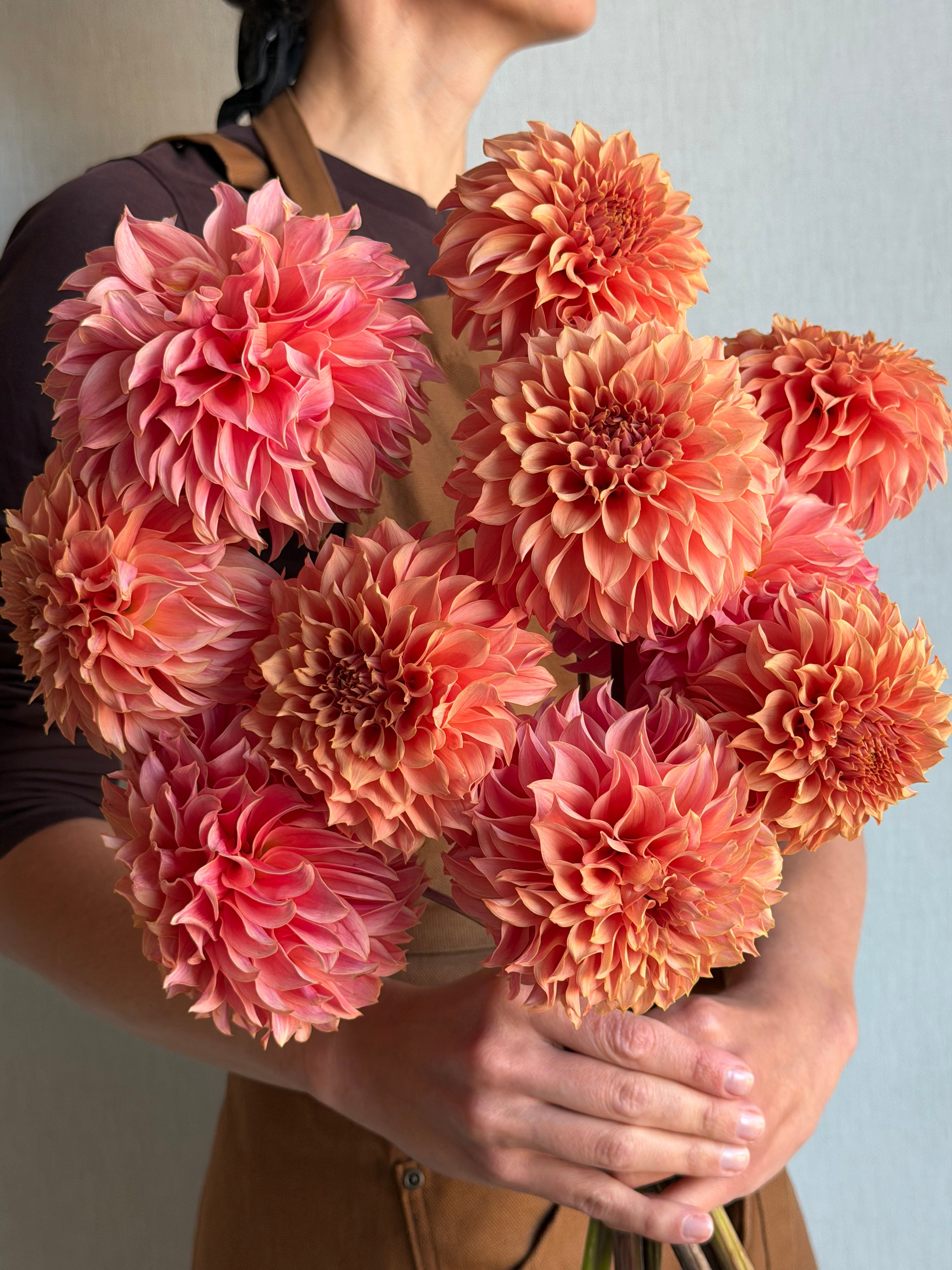 Dahlia KA's Coral Sea - FluffyFlower