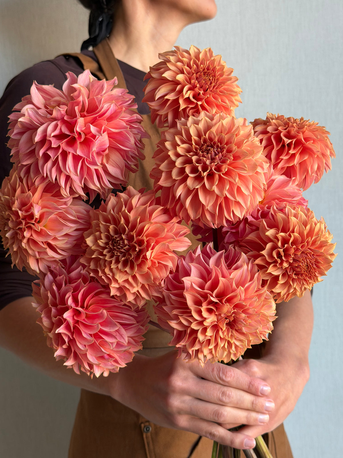 Dahlia KA's Coral Sea - FluffyFlower