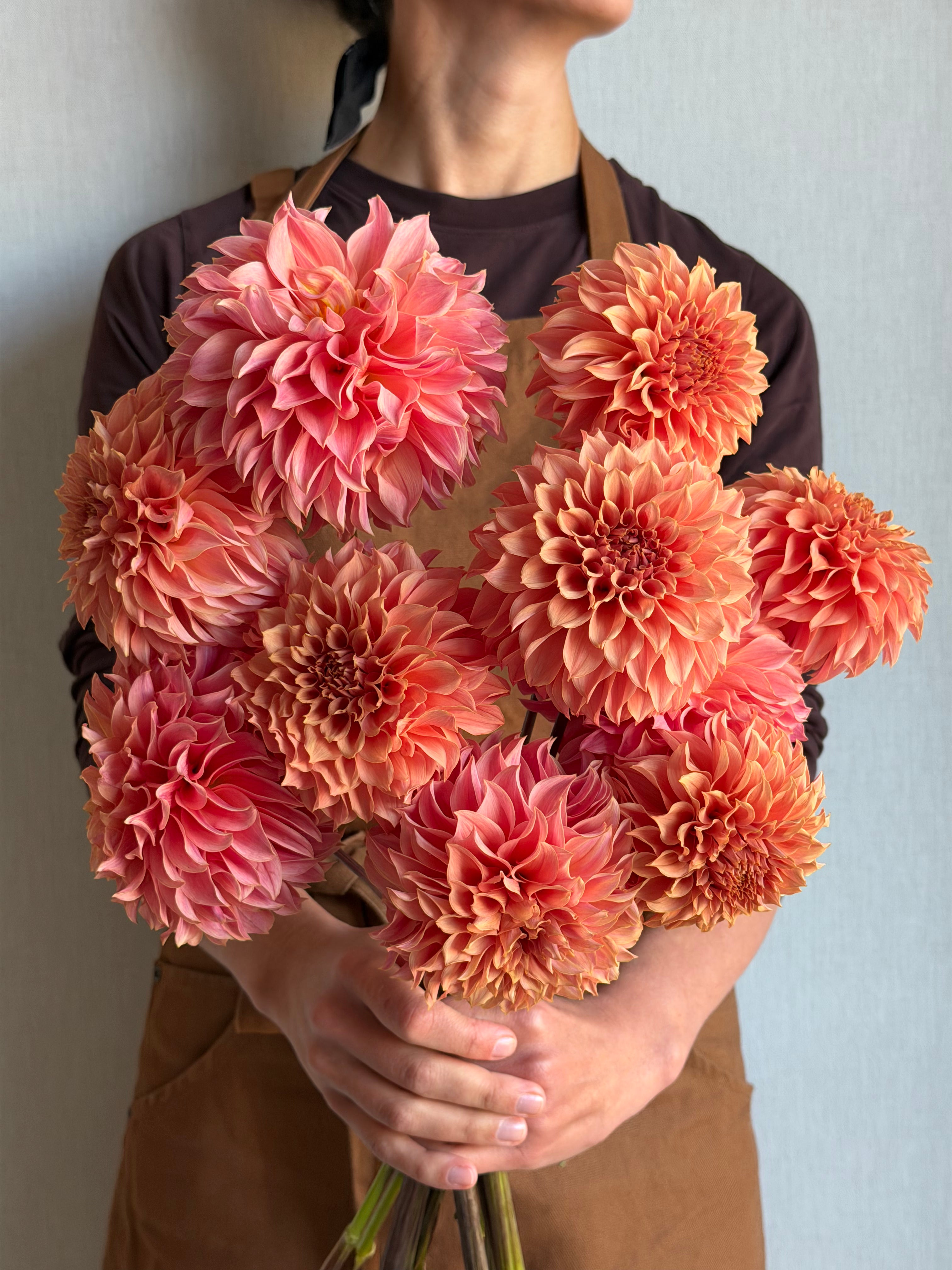 Dahlia KA's Coral Sea - FluffyFlower