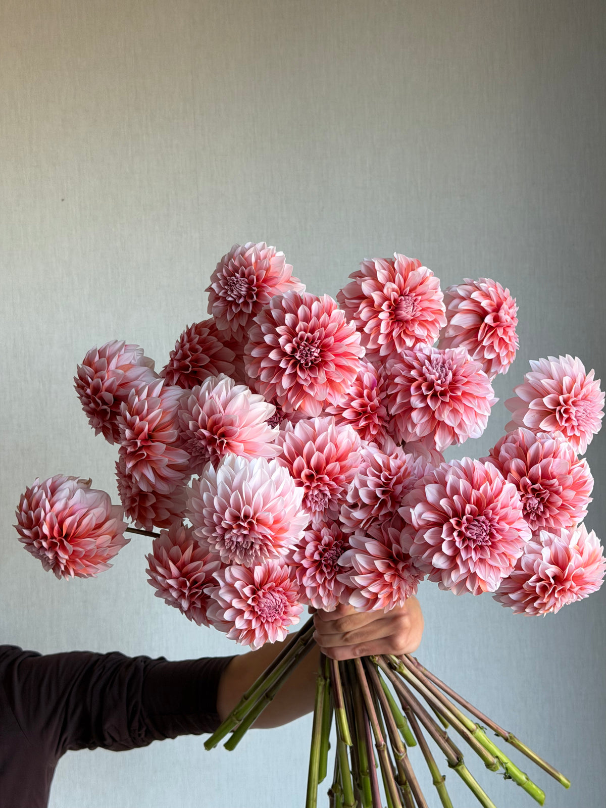 Dahlia RM Baby Girl - FluffyFlower