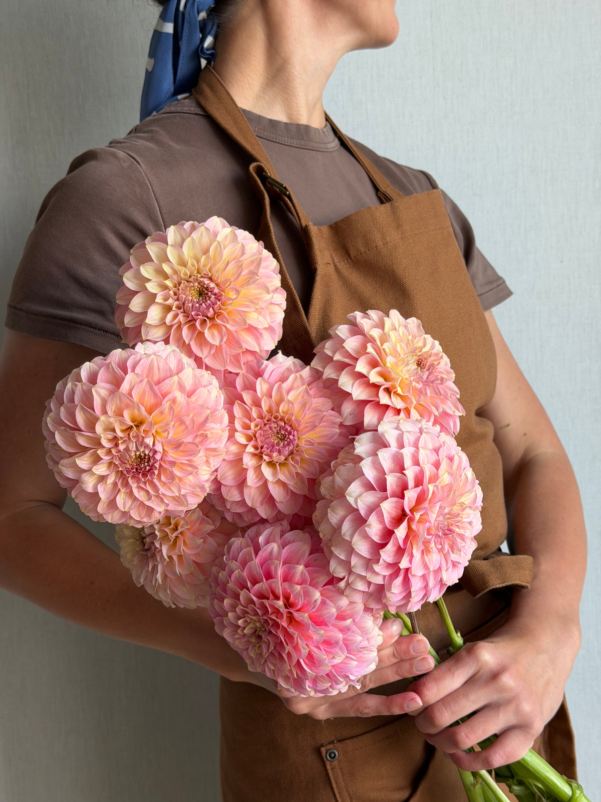 Dahlia Coorabell Jessie-FluffyFlower