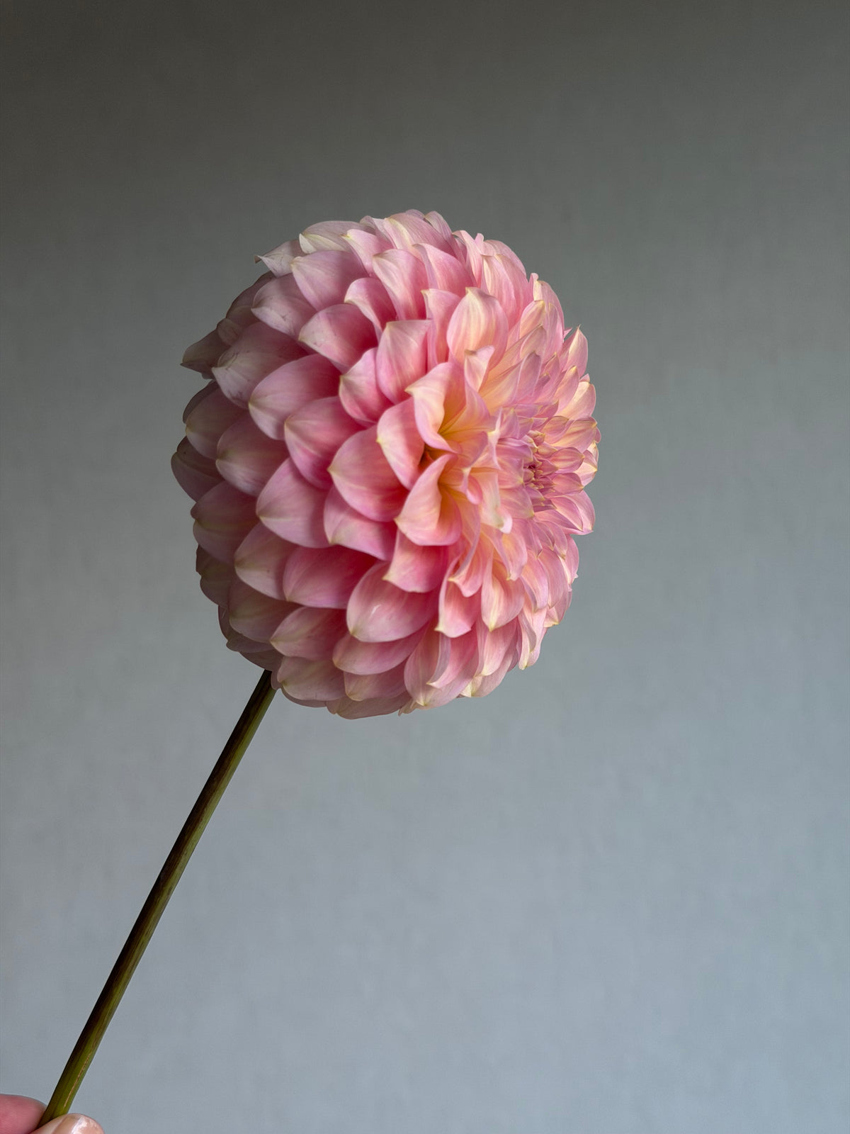 Dahlia Coorabell Jessie-FluffyFlower