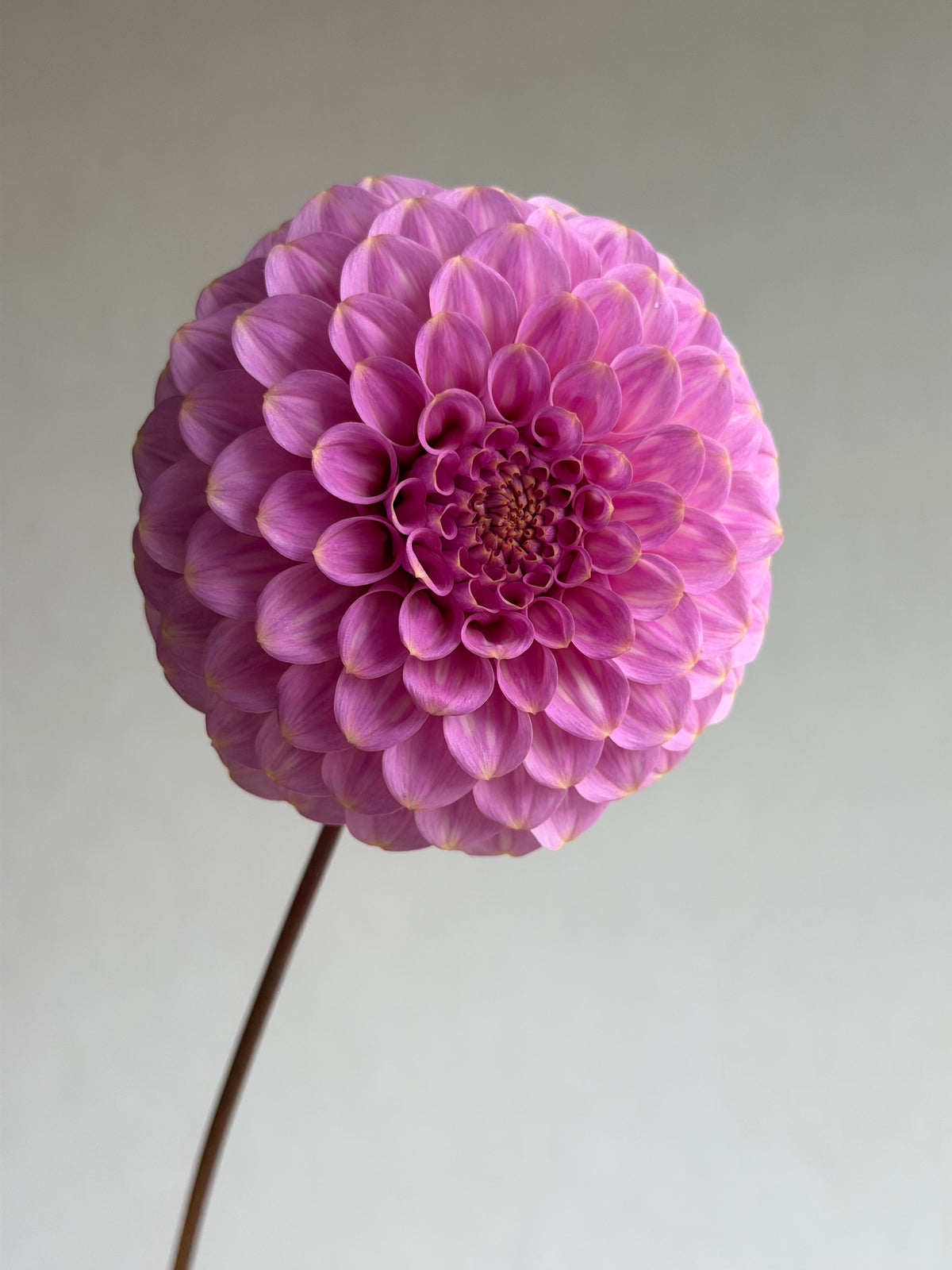 Dahlia Florelie Oracle-FluffyFlower