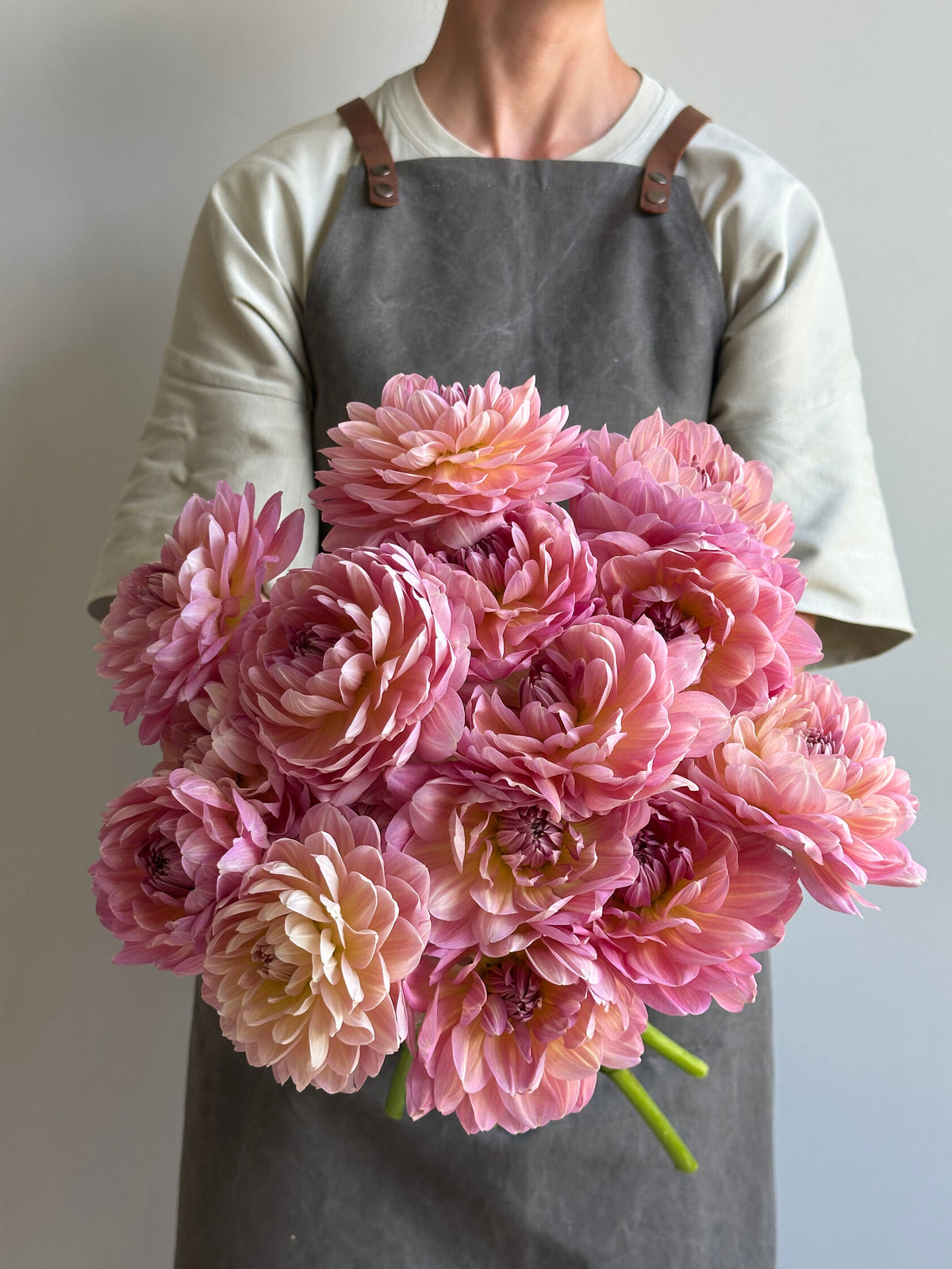 Dahlia Hapet Old Charm - FluffyFlower