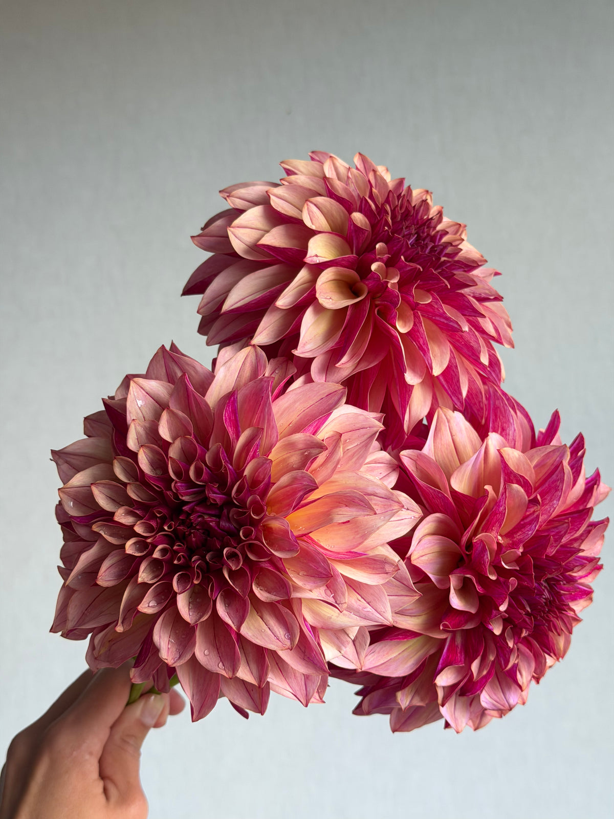 Dahlia KA's Cafe Mauve-FluffyFlower