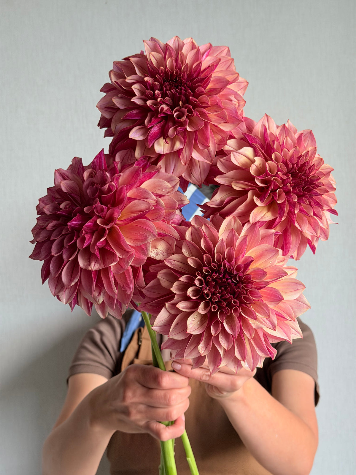 Dahlia KA's Cafe Mauve-FluffyFlower