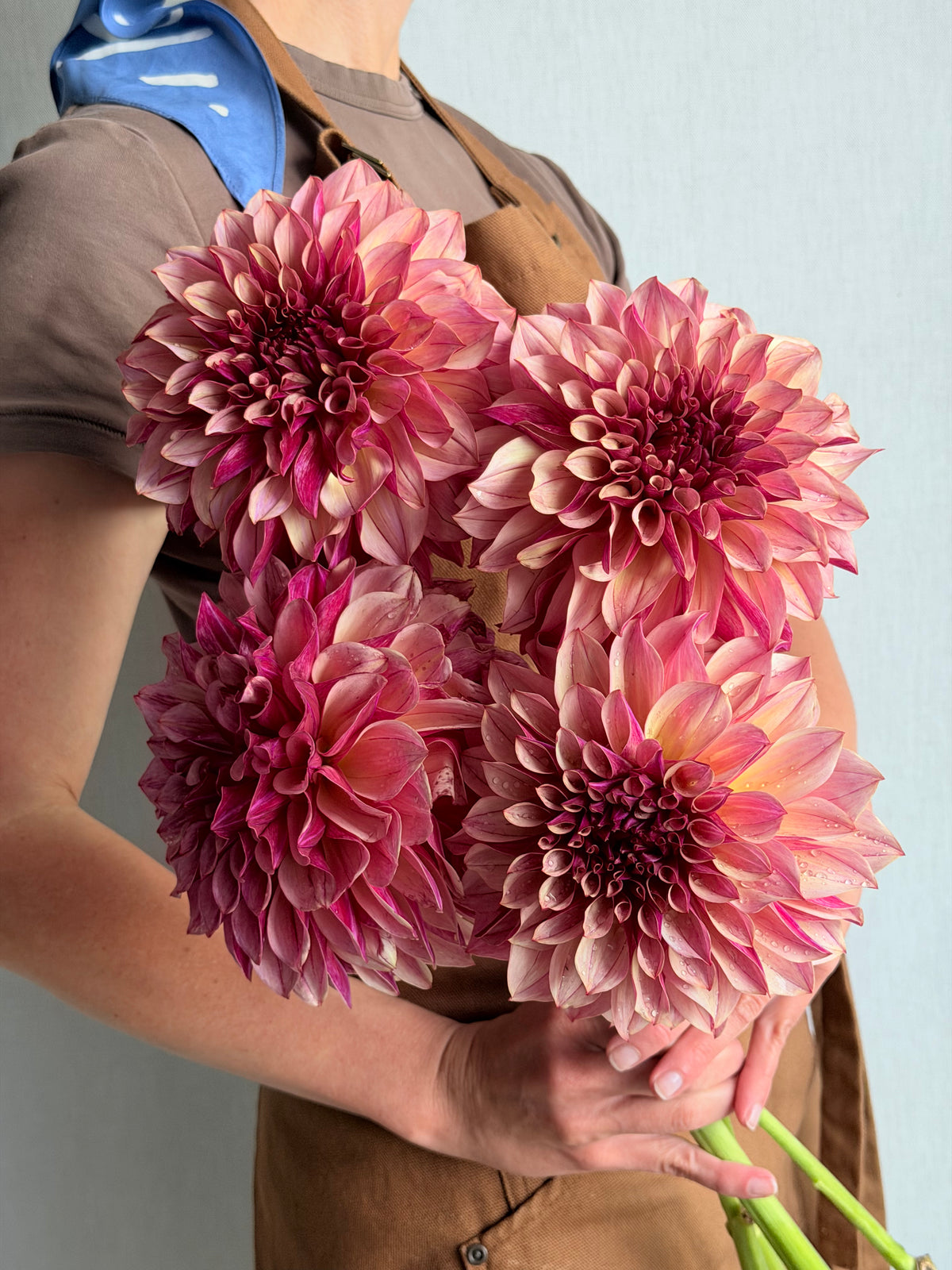 Dahlia KA's Cafe Mauve-FluffyFlower