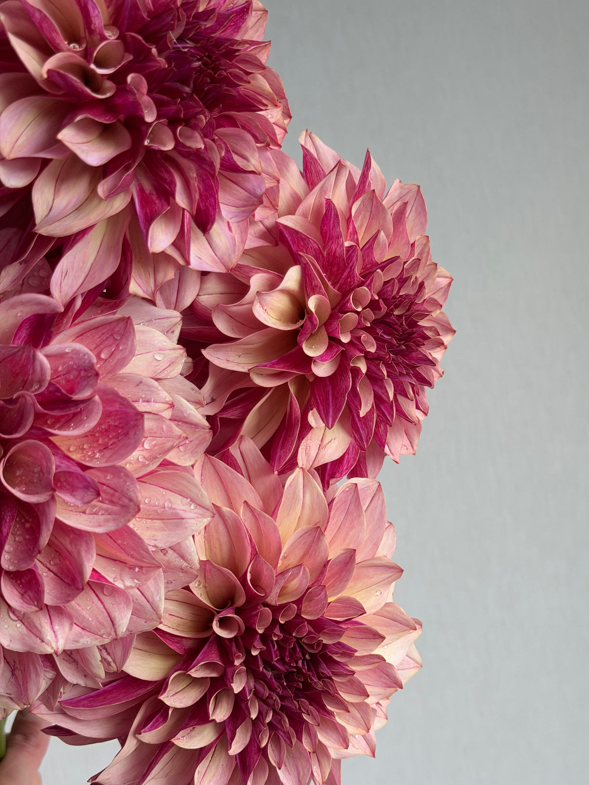Dahlia KA's Cafe Mauve-FluffyFlower