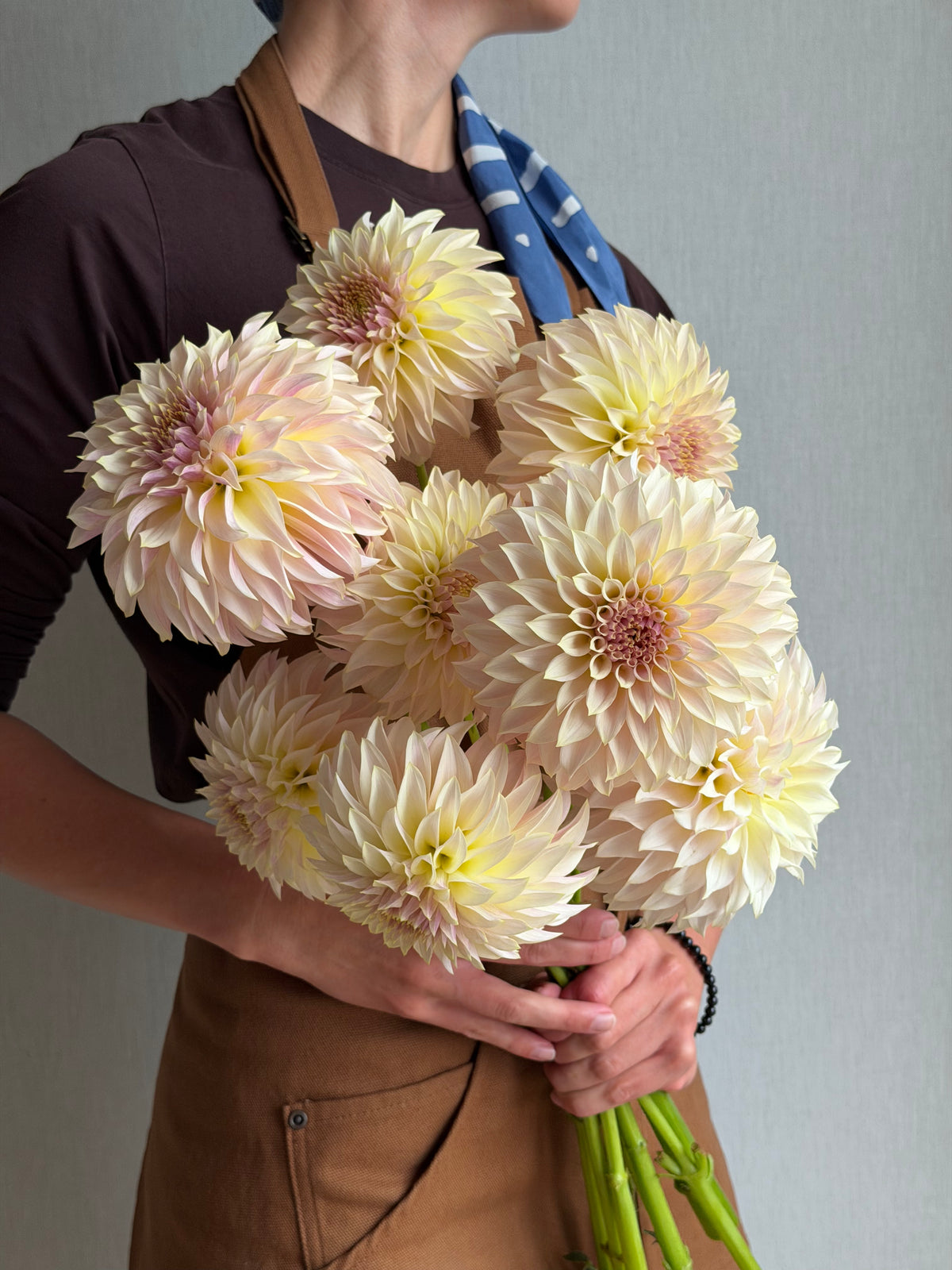 Dahlia KA's® Champagne