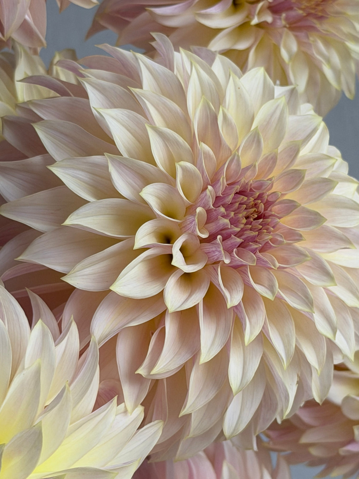 Dahlia KA's® Champagne