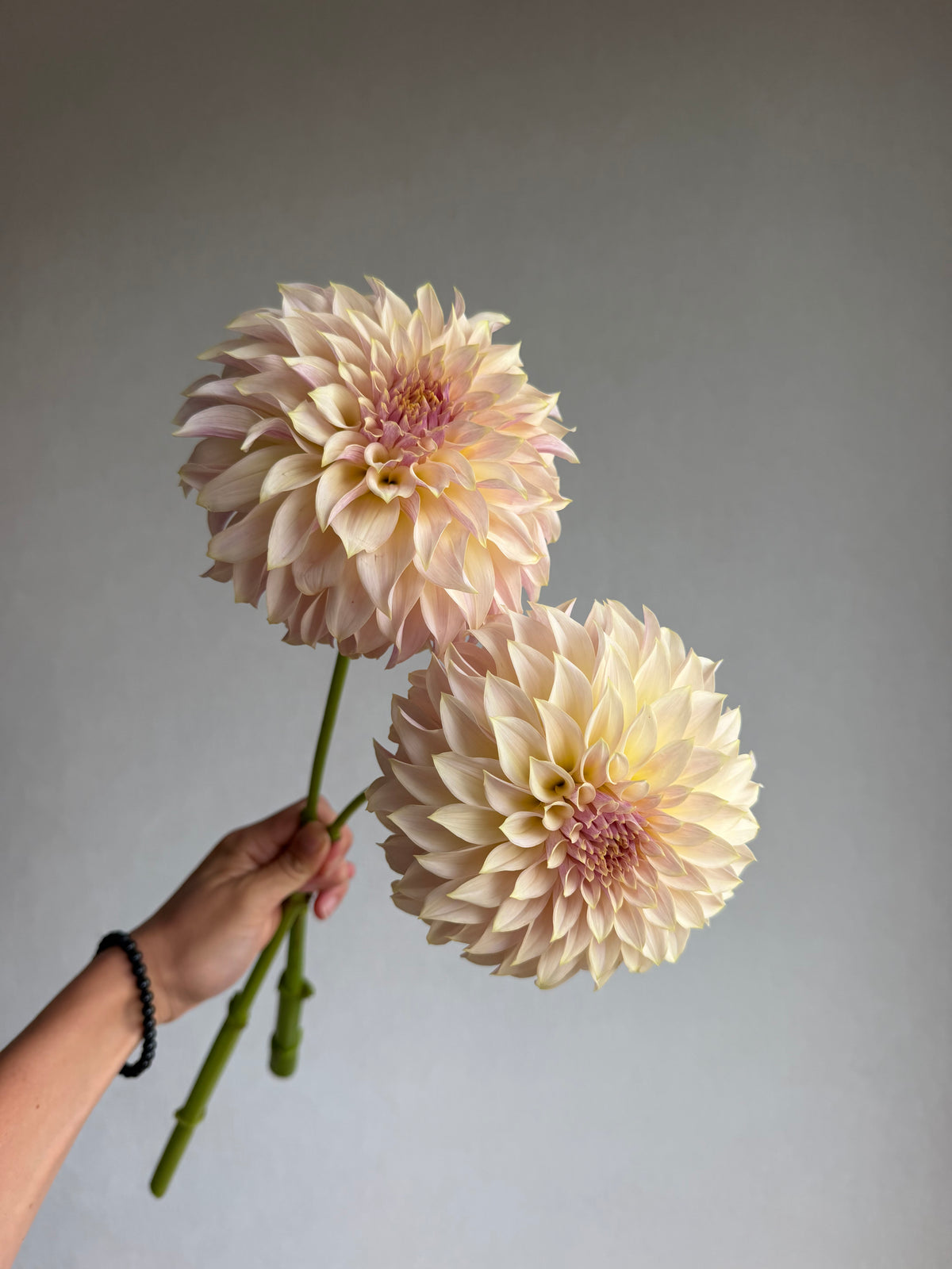 Dahlia KA's® Champagne